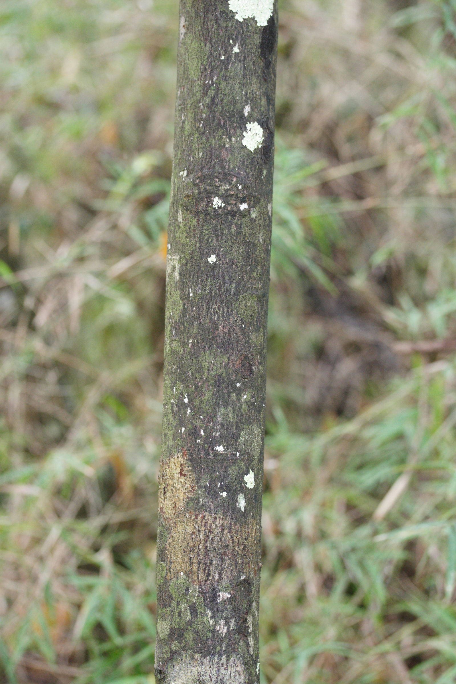 cassine_xylocarpa2md