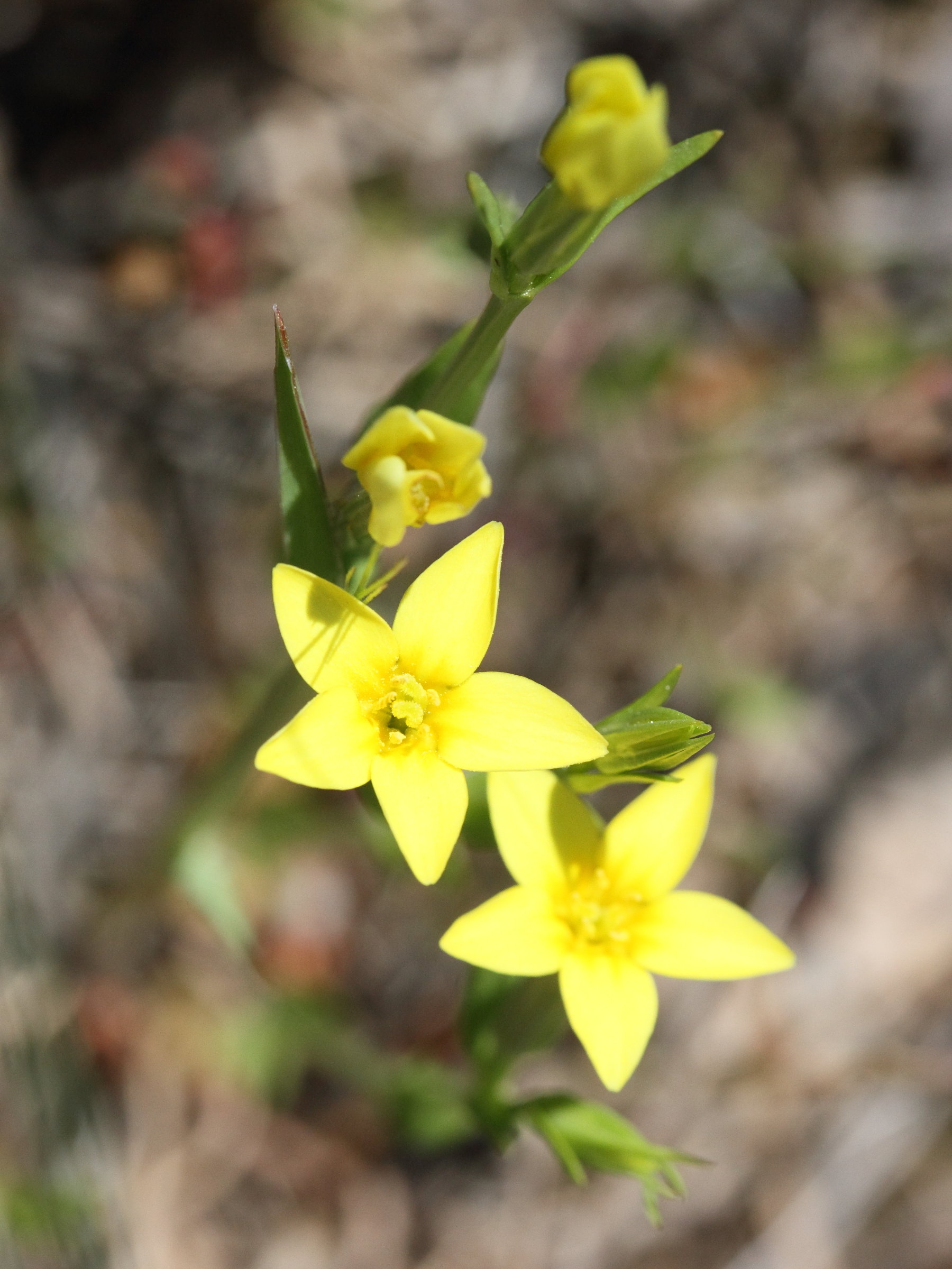 centaurium_maritimum1md