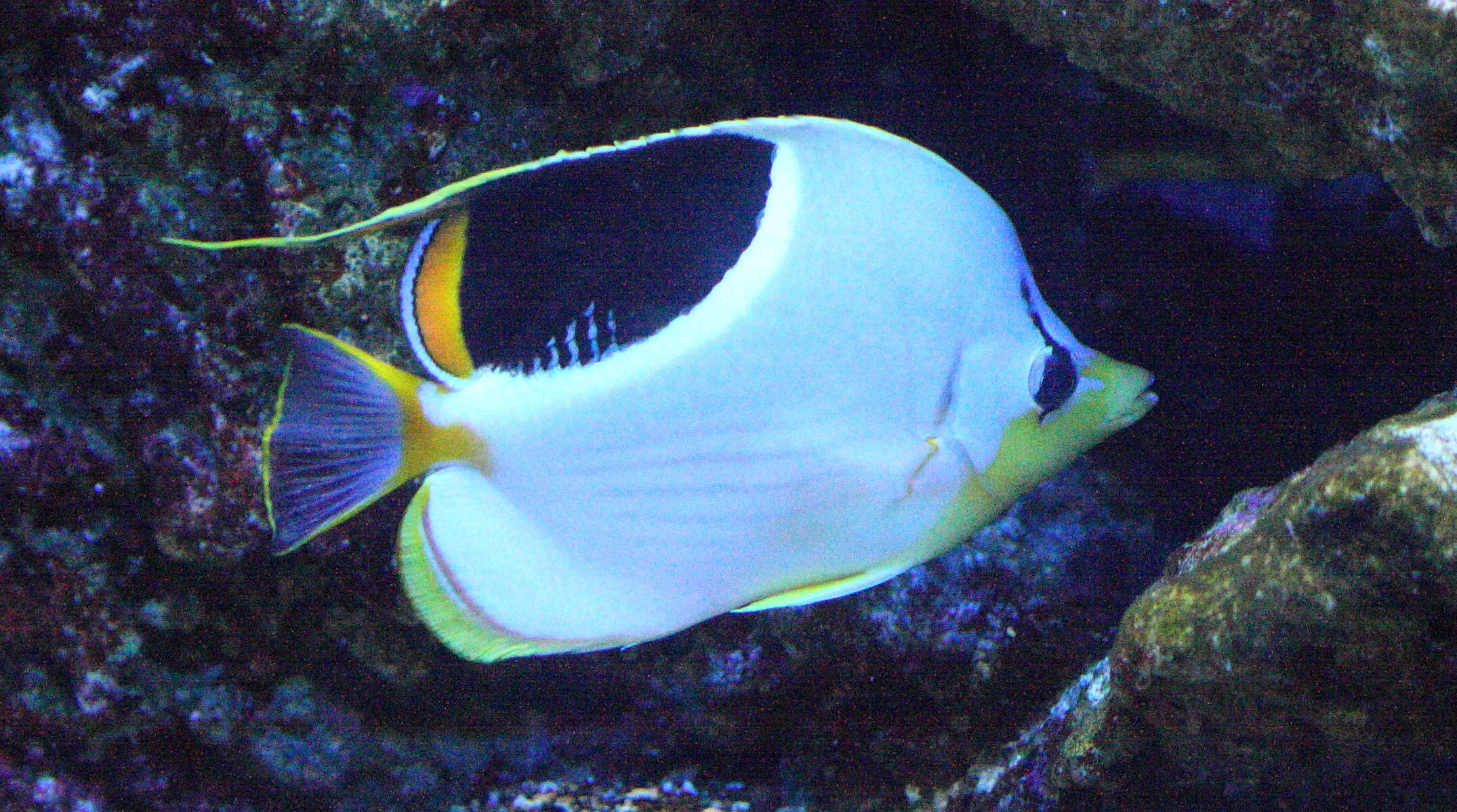 Afficher le média chaetodon_ephippium2bd chaetodon_ephippium2bd