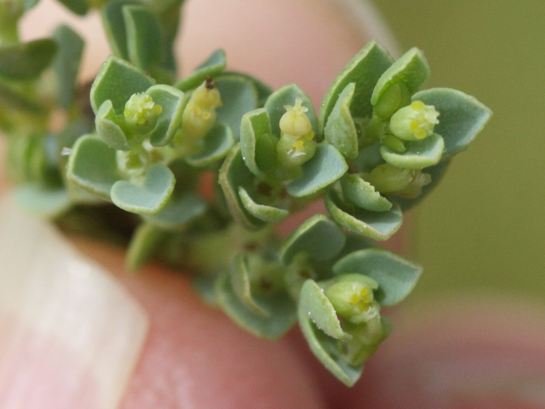 Afficher le média chamaesyce_balbisii2md chamaesyce_balbisii2md