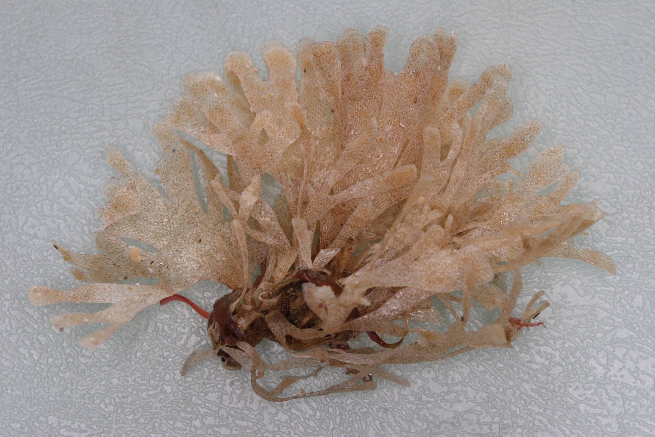 chartella_papyracea2md