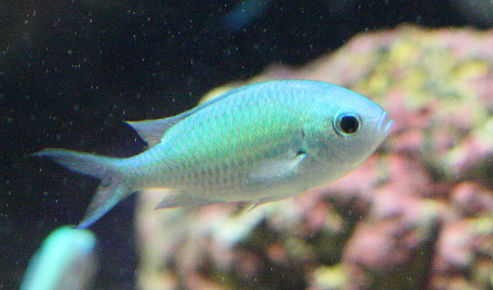 chromis_viridis3bd