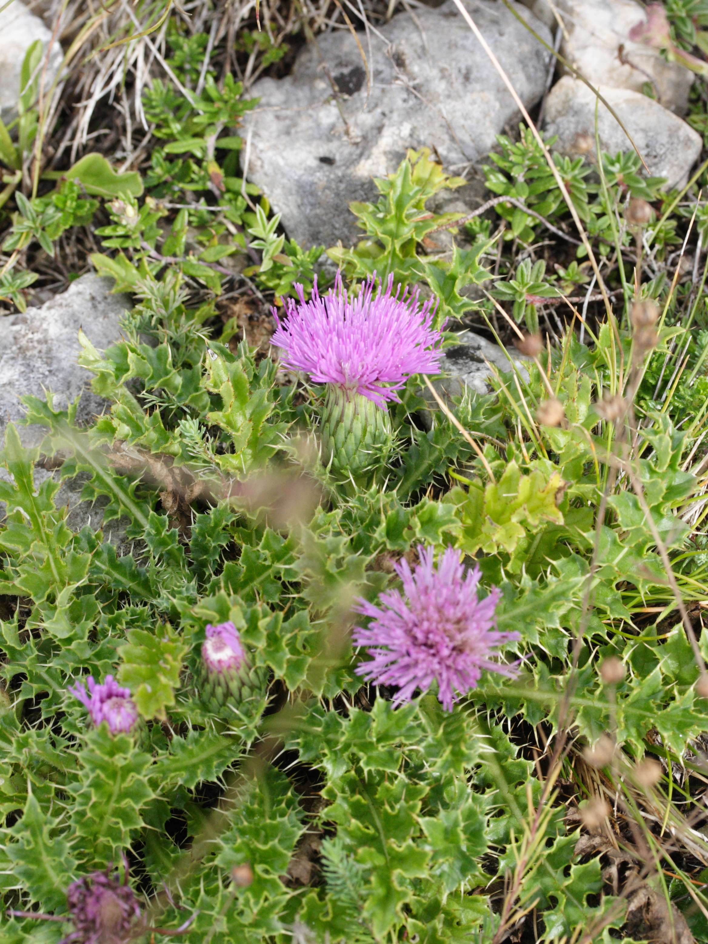 Afficher le média cirsium_acaulon3md cirsium_acaulon3md