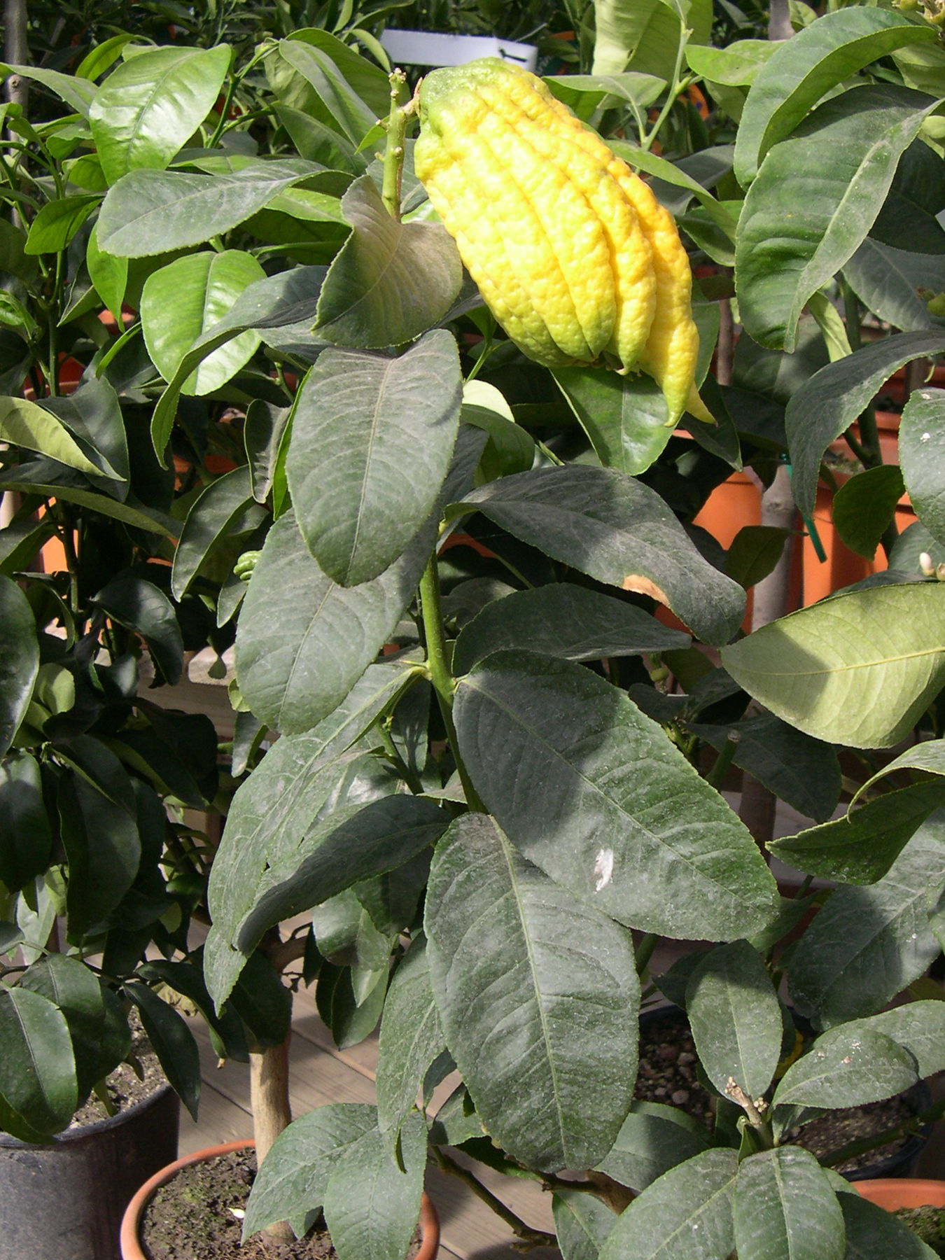 Afficher le média citrus_medica_sarcodactylis1md citrus_medica_sarcodactylis1md