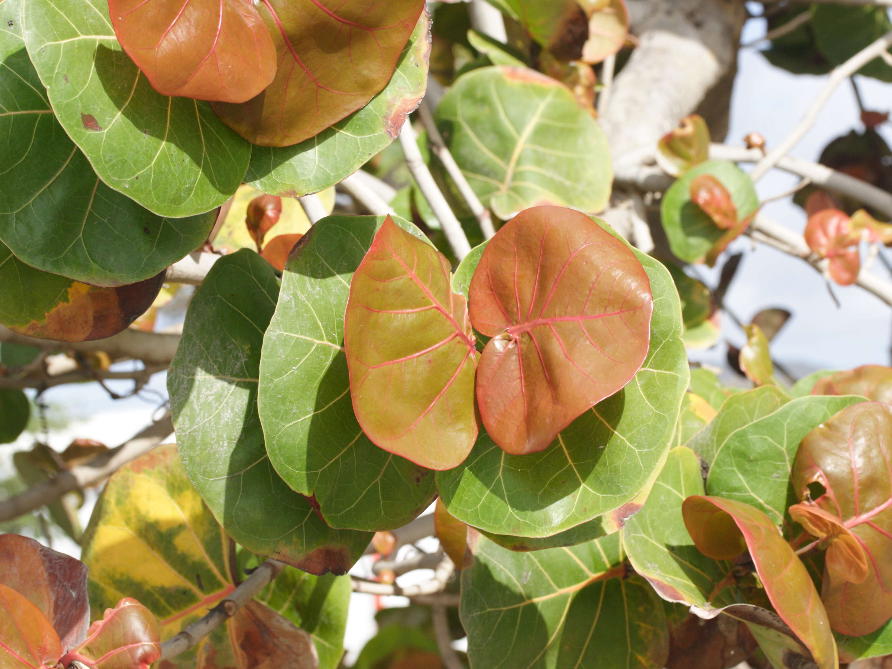 coccoloba_uvifera6md