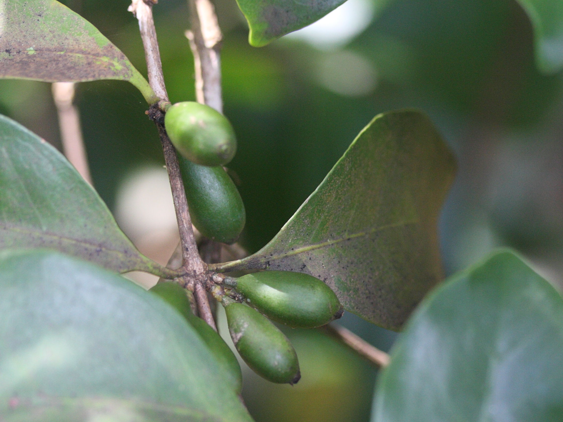 Afficher le média coffea_mauritiana2md coffea_mauritiana2md