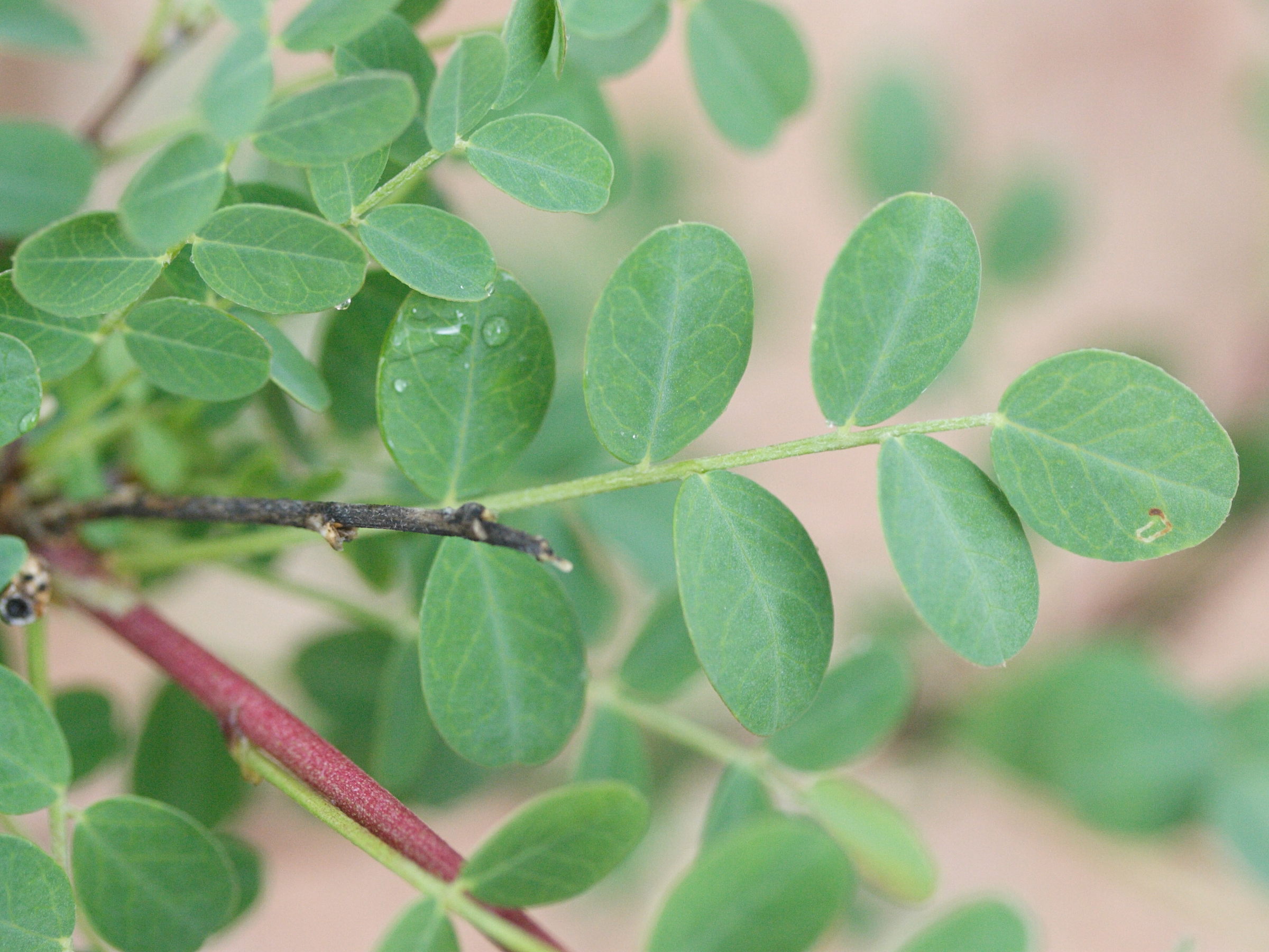 colutea_arborescens6md