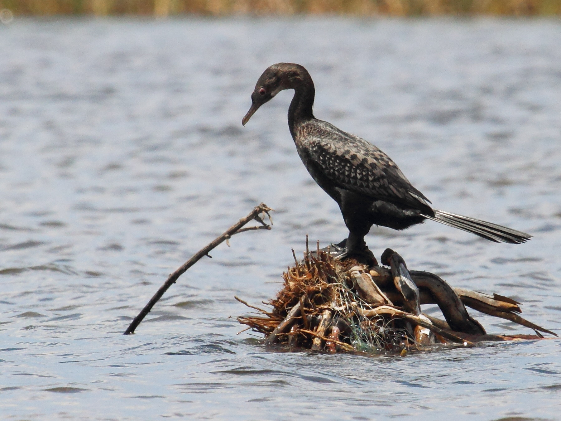 cormoran_africain_-_phalacrocorax_africanus1bd