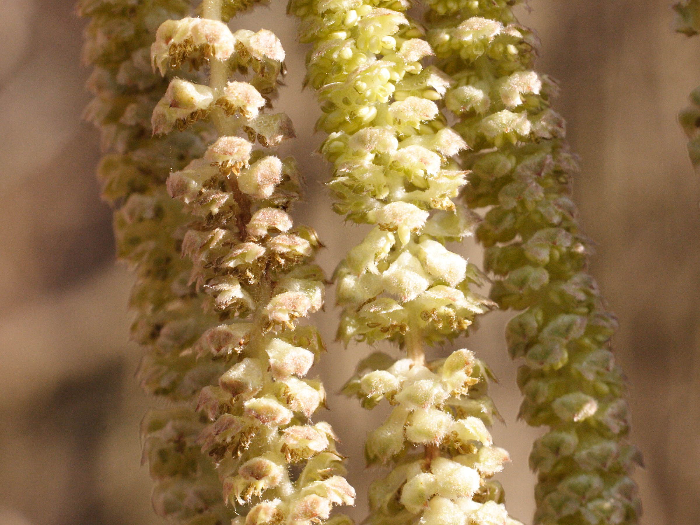 Afficher le média corylus_avellana3bmd corylus_avellana3bmd