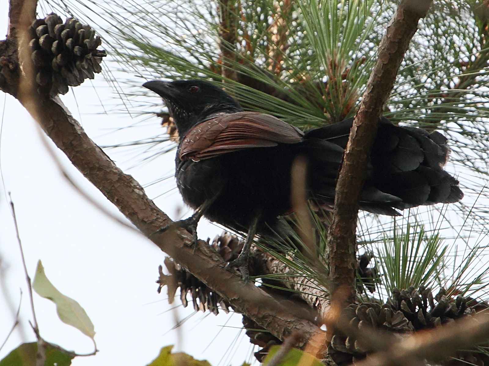 coucal_de_madagascar_-_centropus_toulou3bd