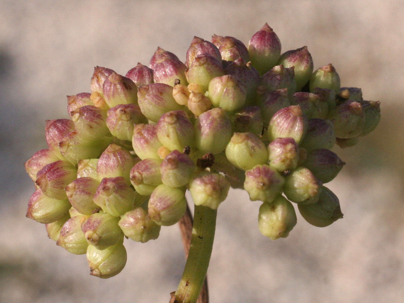 crithmum_maritimum6bmd