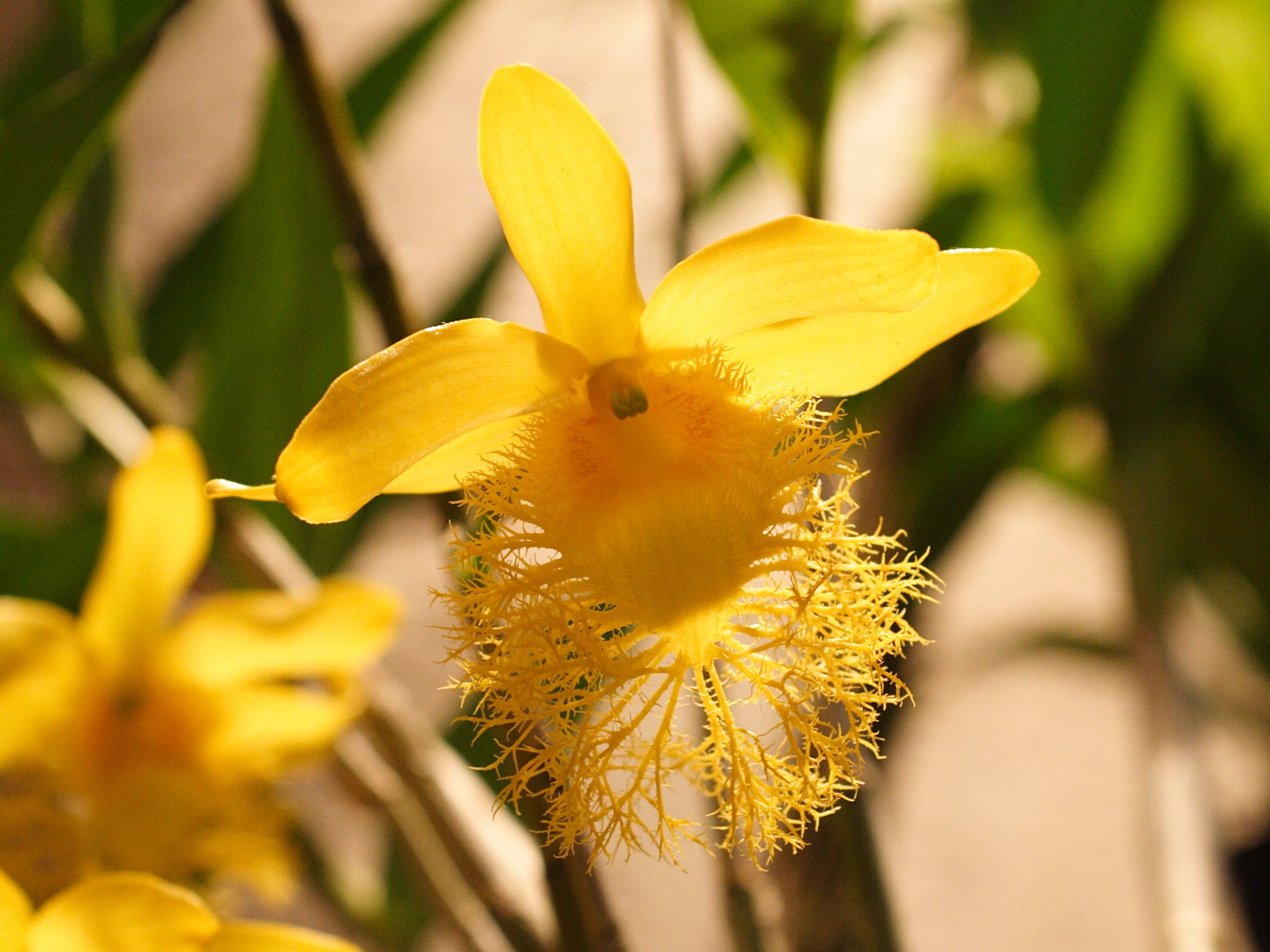 dendrobium_brymerianum3md