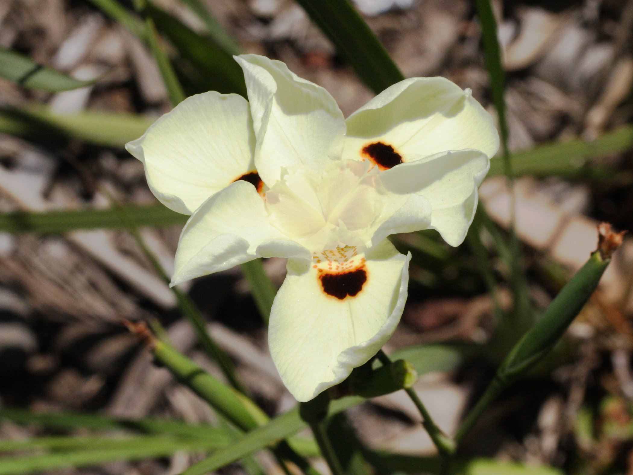 dietes_bicolor2md