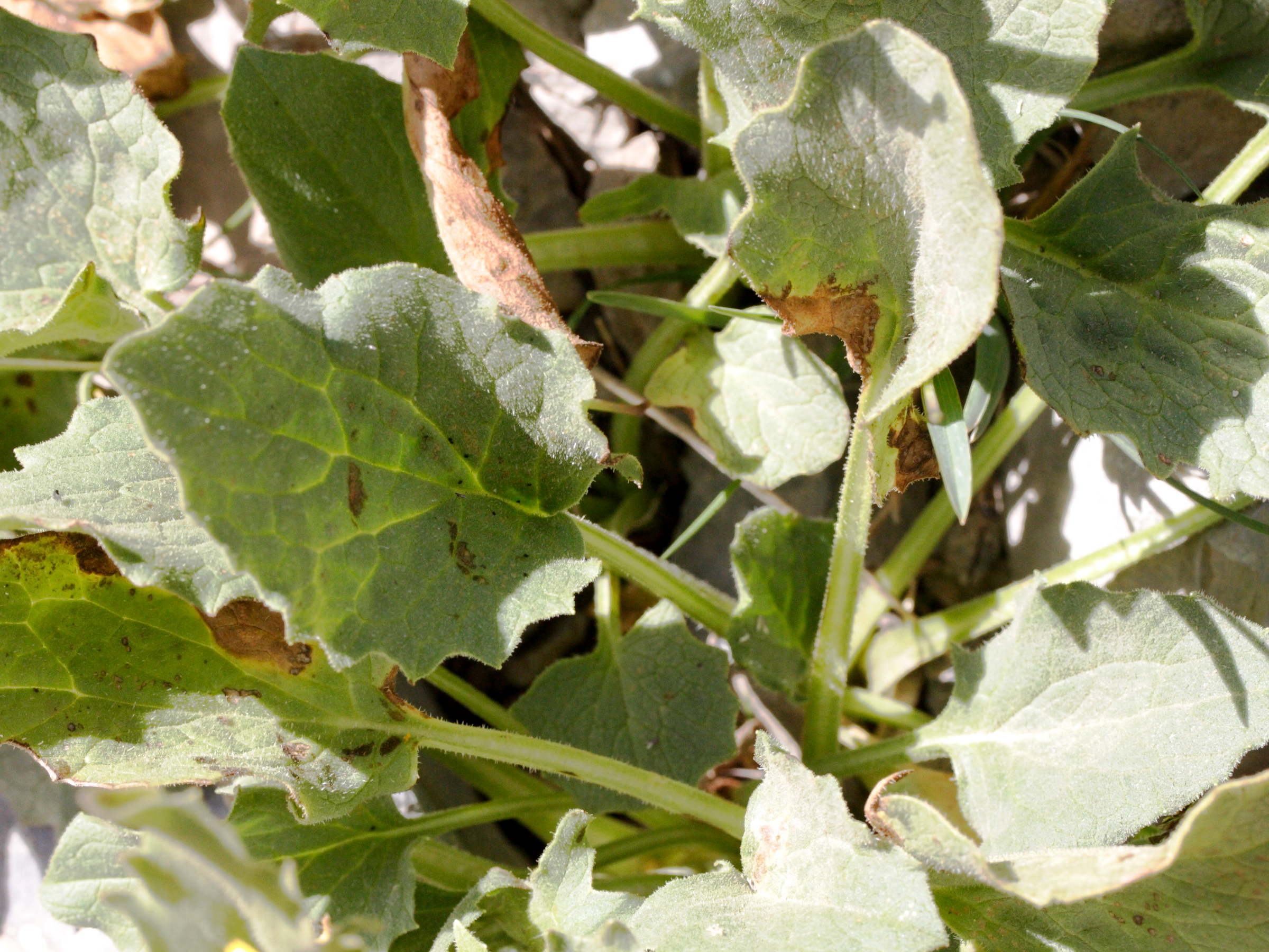 Afficher le média doronicum_grandiflorum4md doronicum_grandiflorum4md