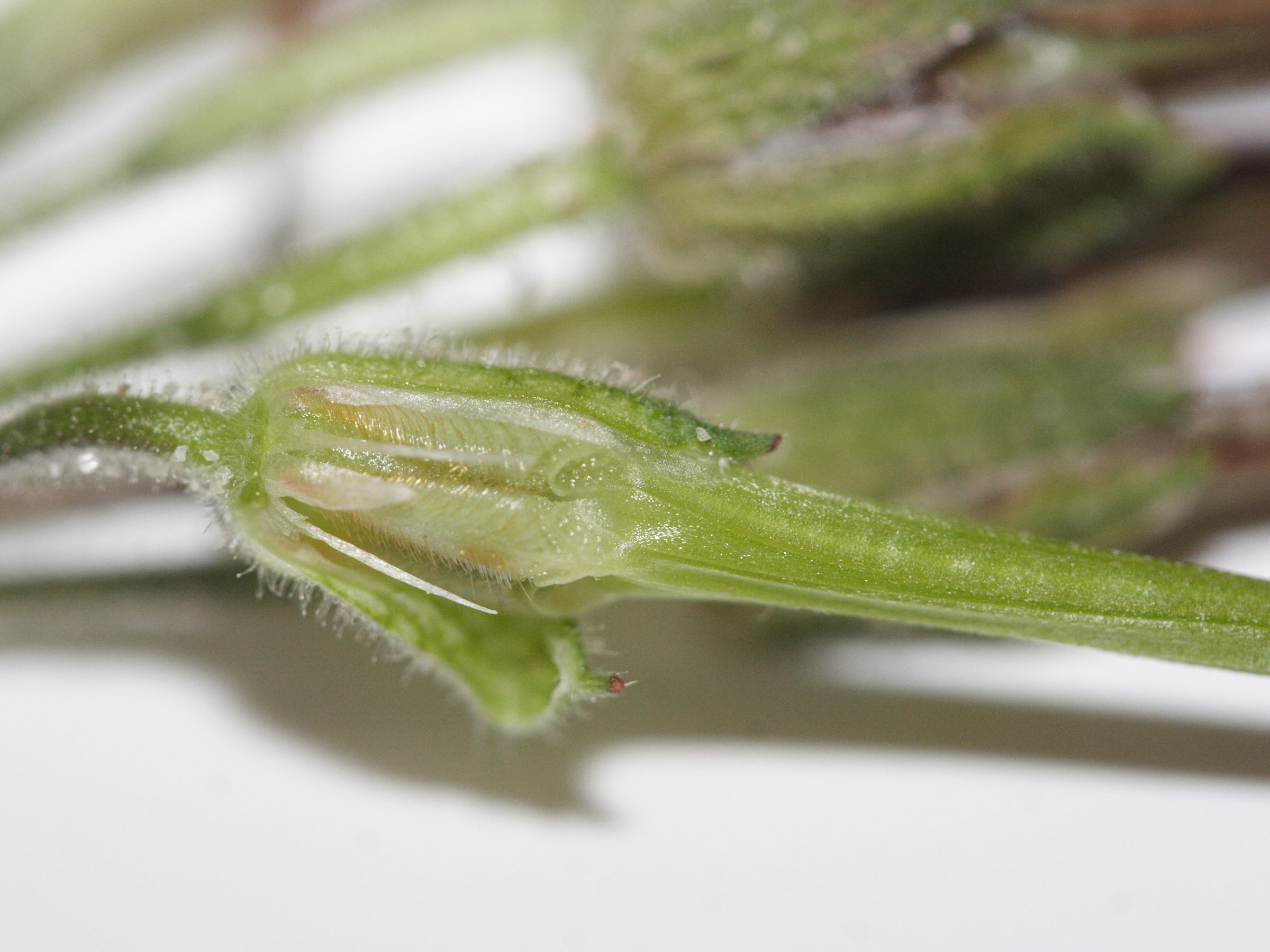 erodium_moschatum4md