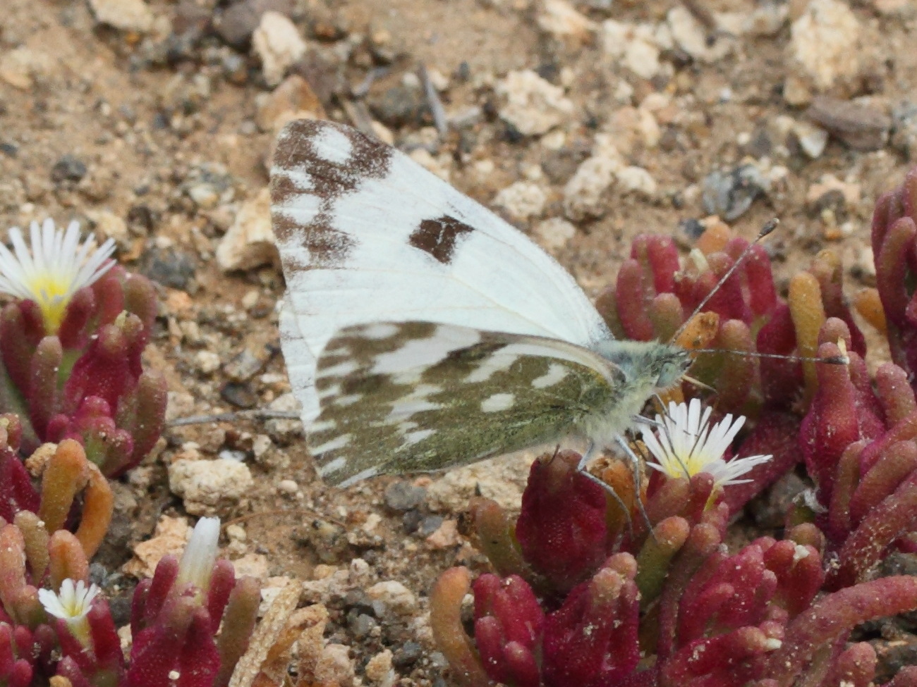 euchloe_hesperidum1md