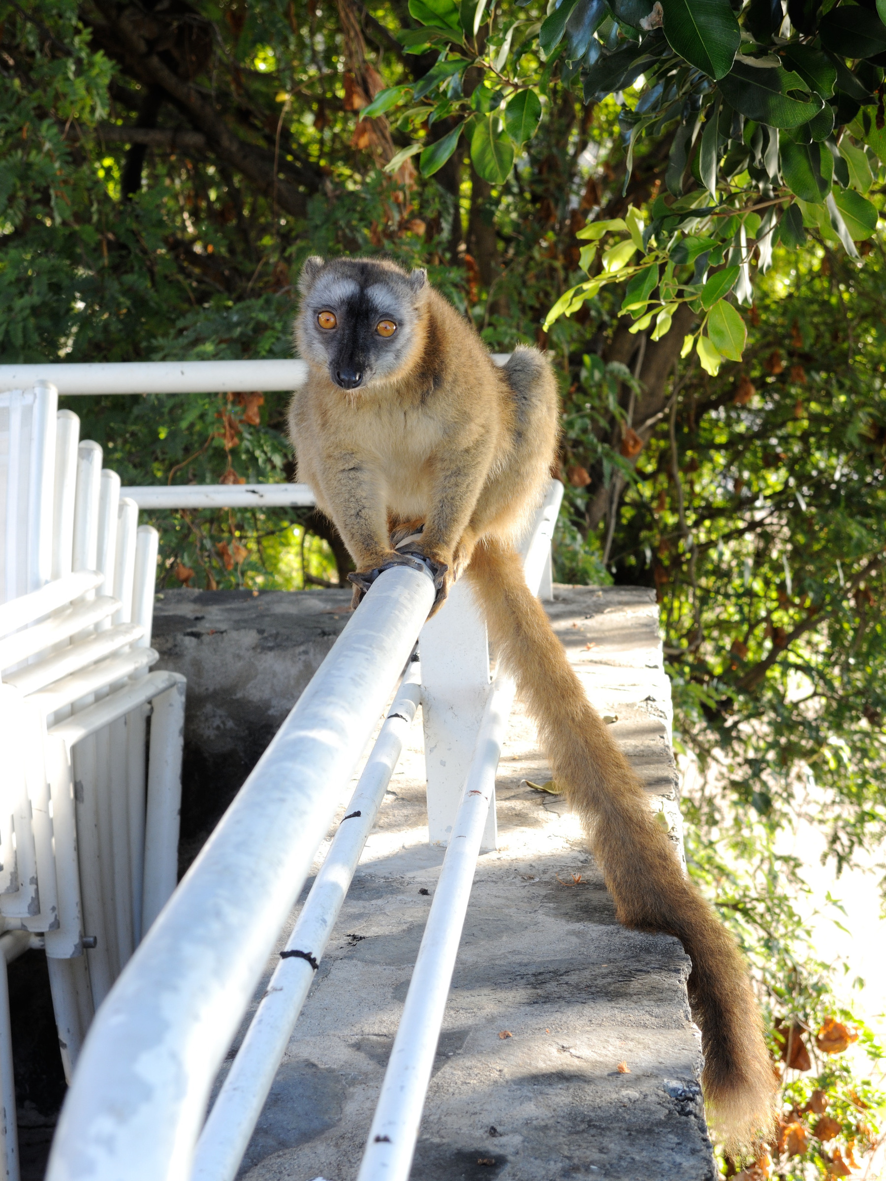 eulemur_fulvus_mayottensis6md