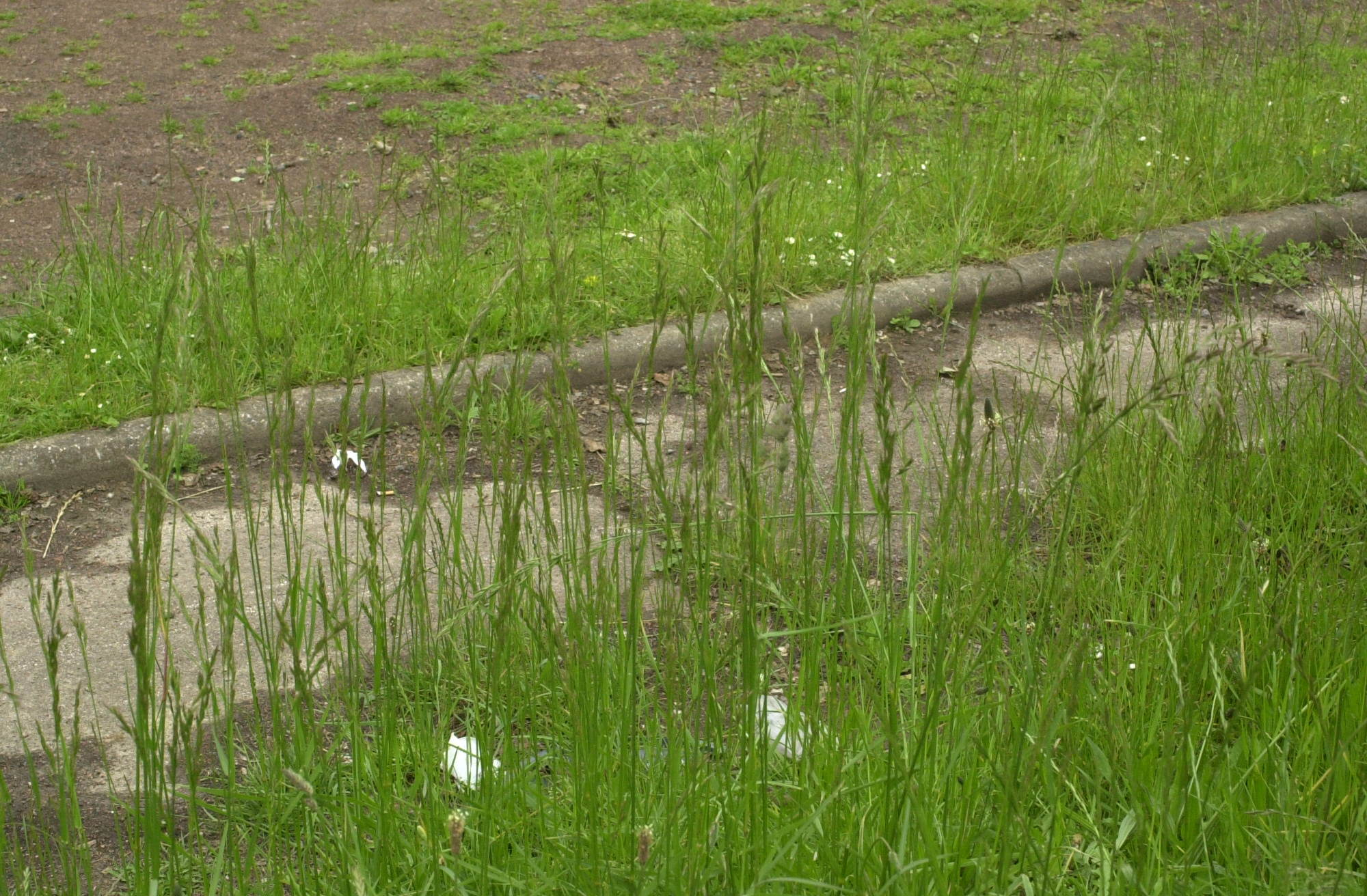 festuca_arundinacea1md