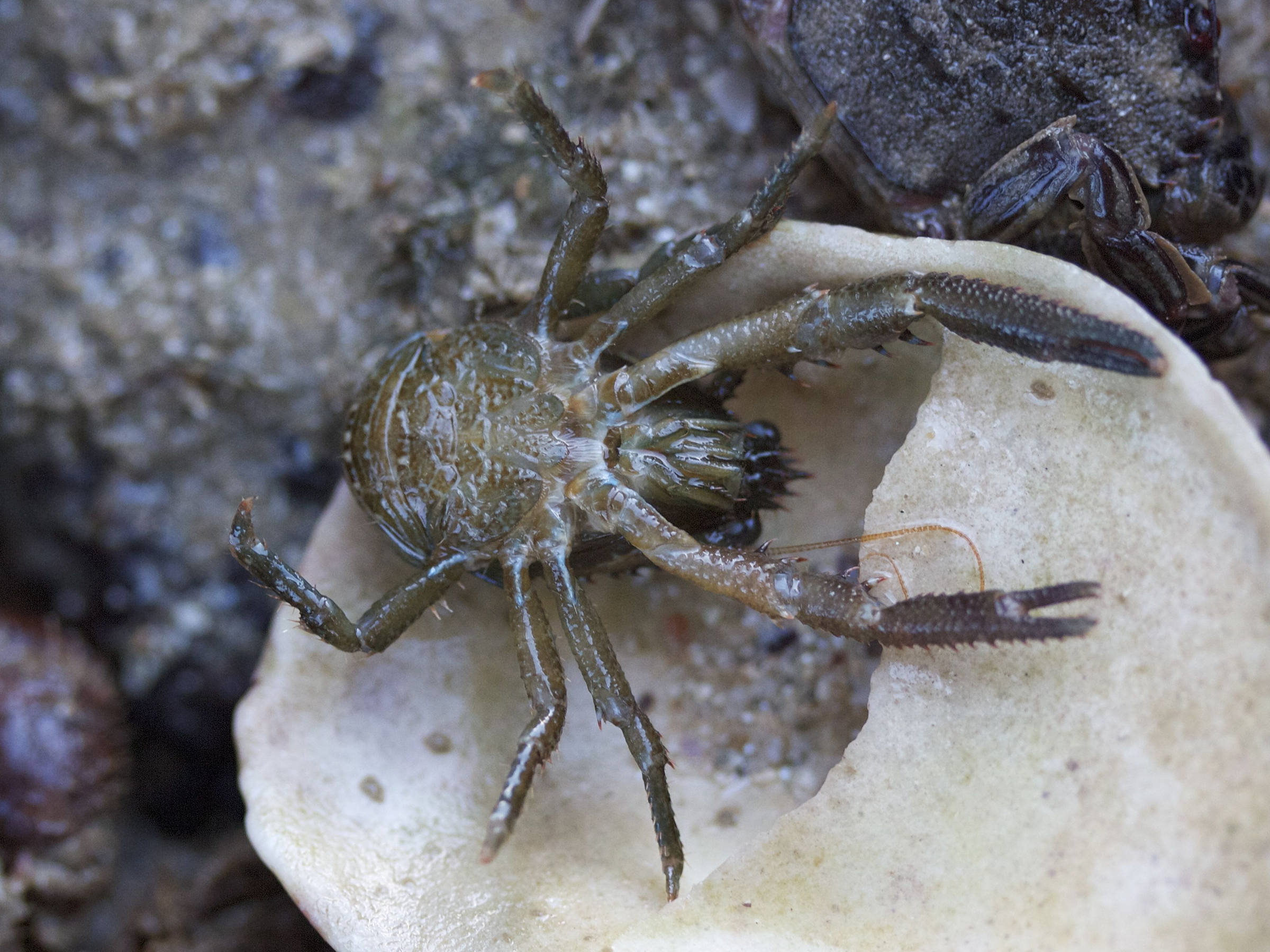 galathea_squamifera1bmd