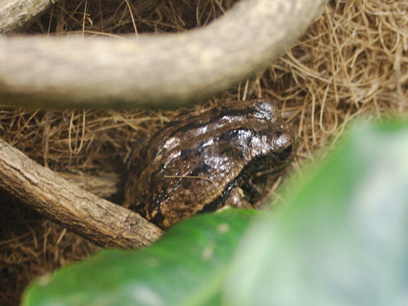 Afficher le média gastrotheca_riobambae2md gastrotheca_riobambae2md