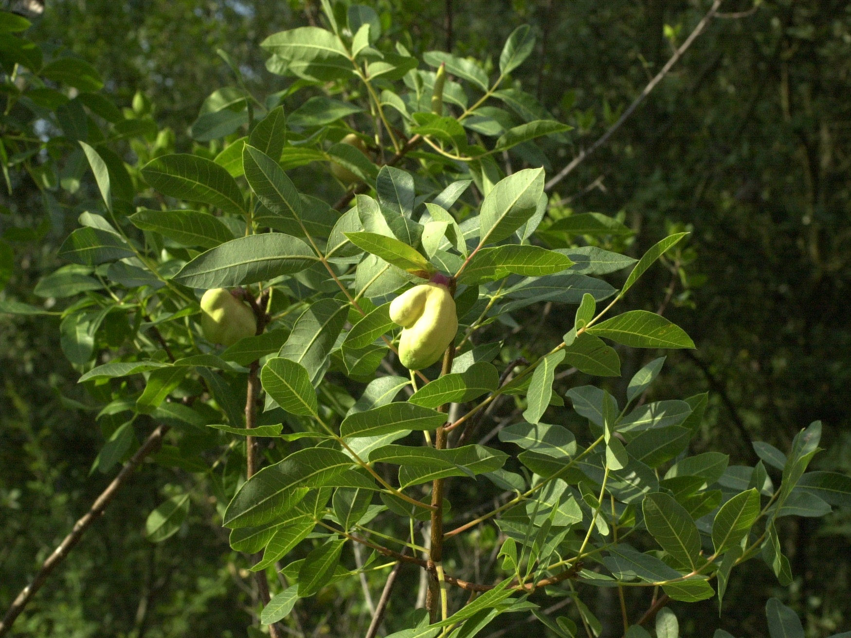 Afficher le média geoica_utricularia_galle1md geoica_utricularia_galle1md