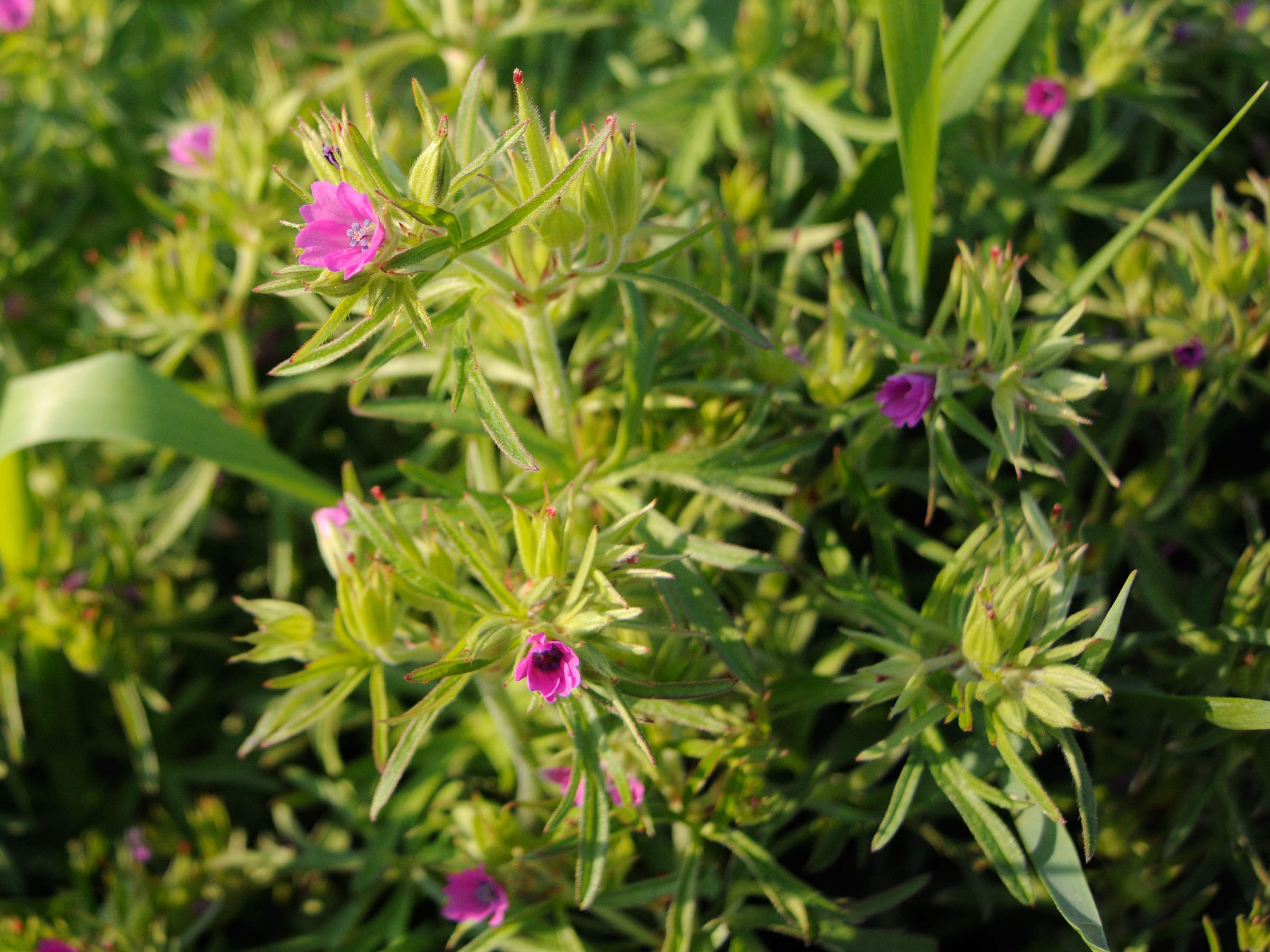 Afficher le média geranium_dissectum2md geranium_dissectum2md