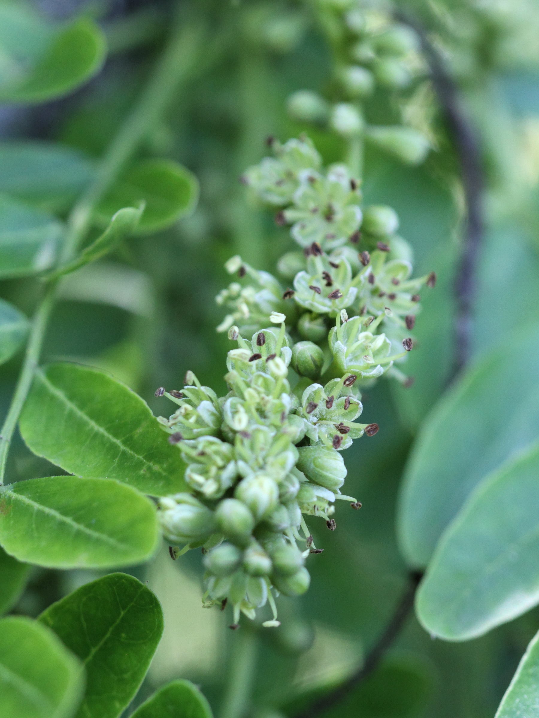 gleditsia_japonica2bd