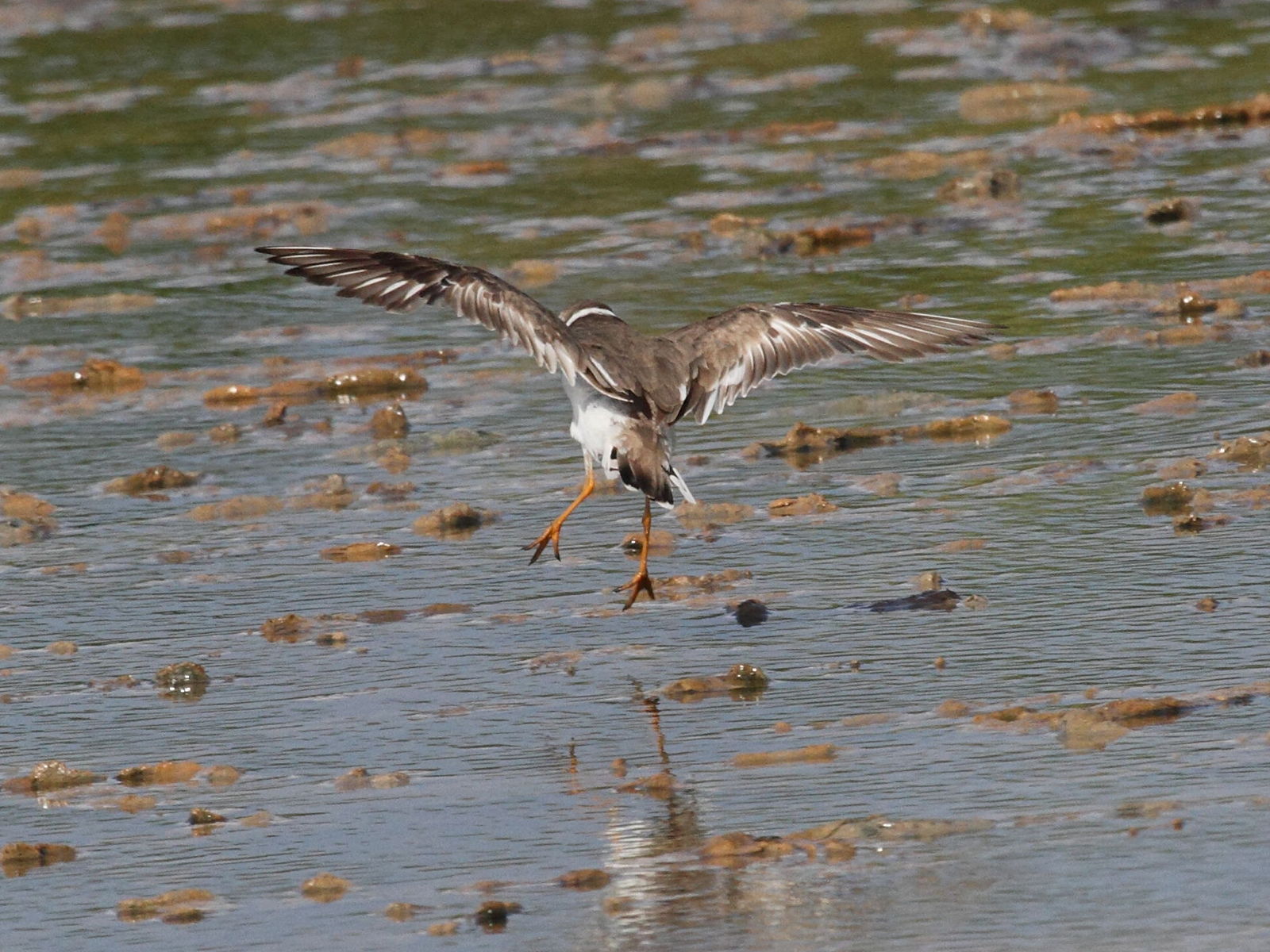 gravelot_semipalme_-_charadrius_semipalmatus2bd