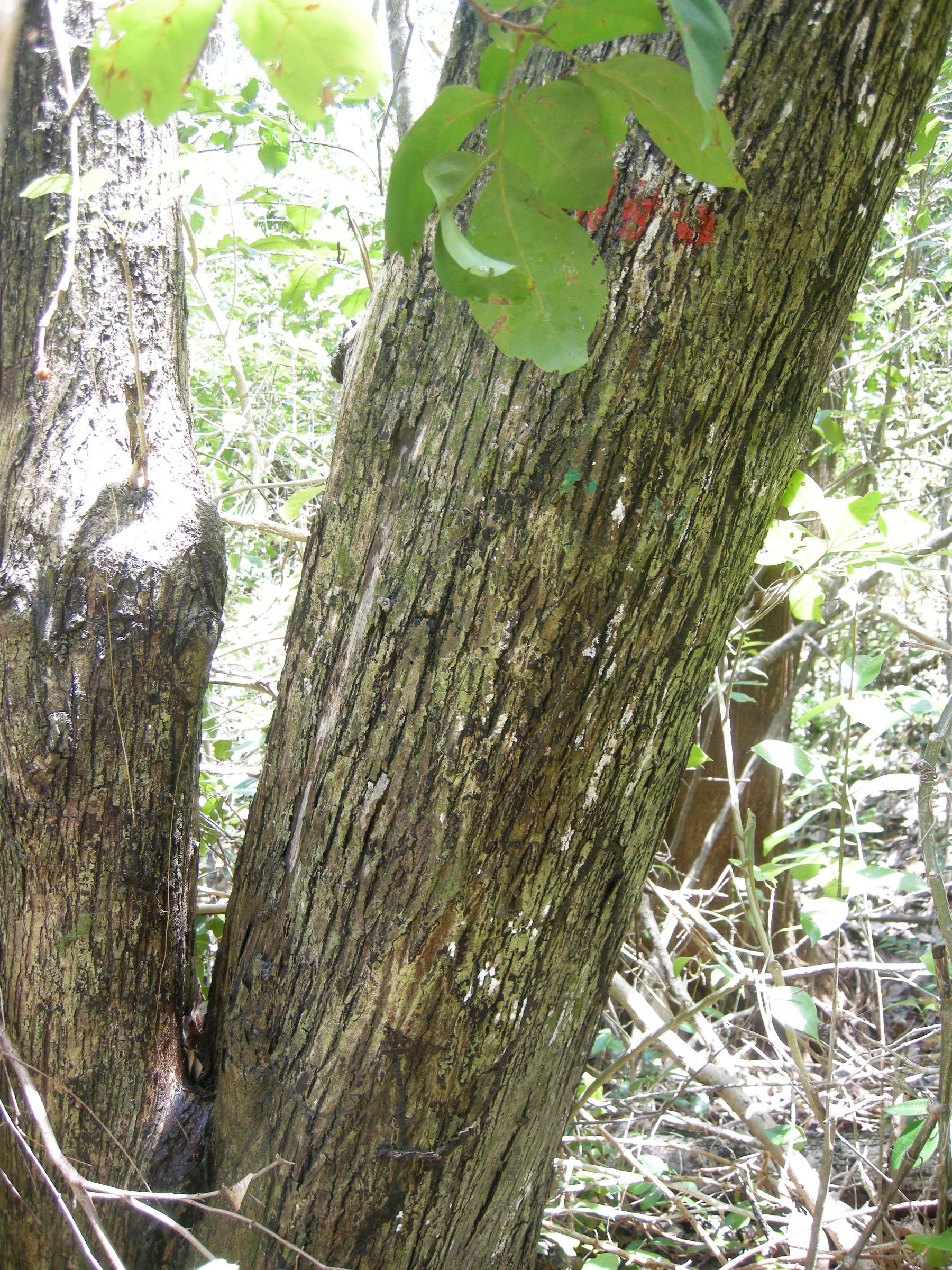 guazuma_ulmifolia3md