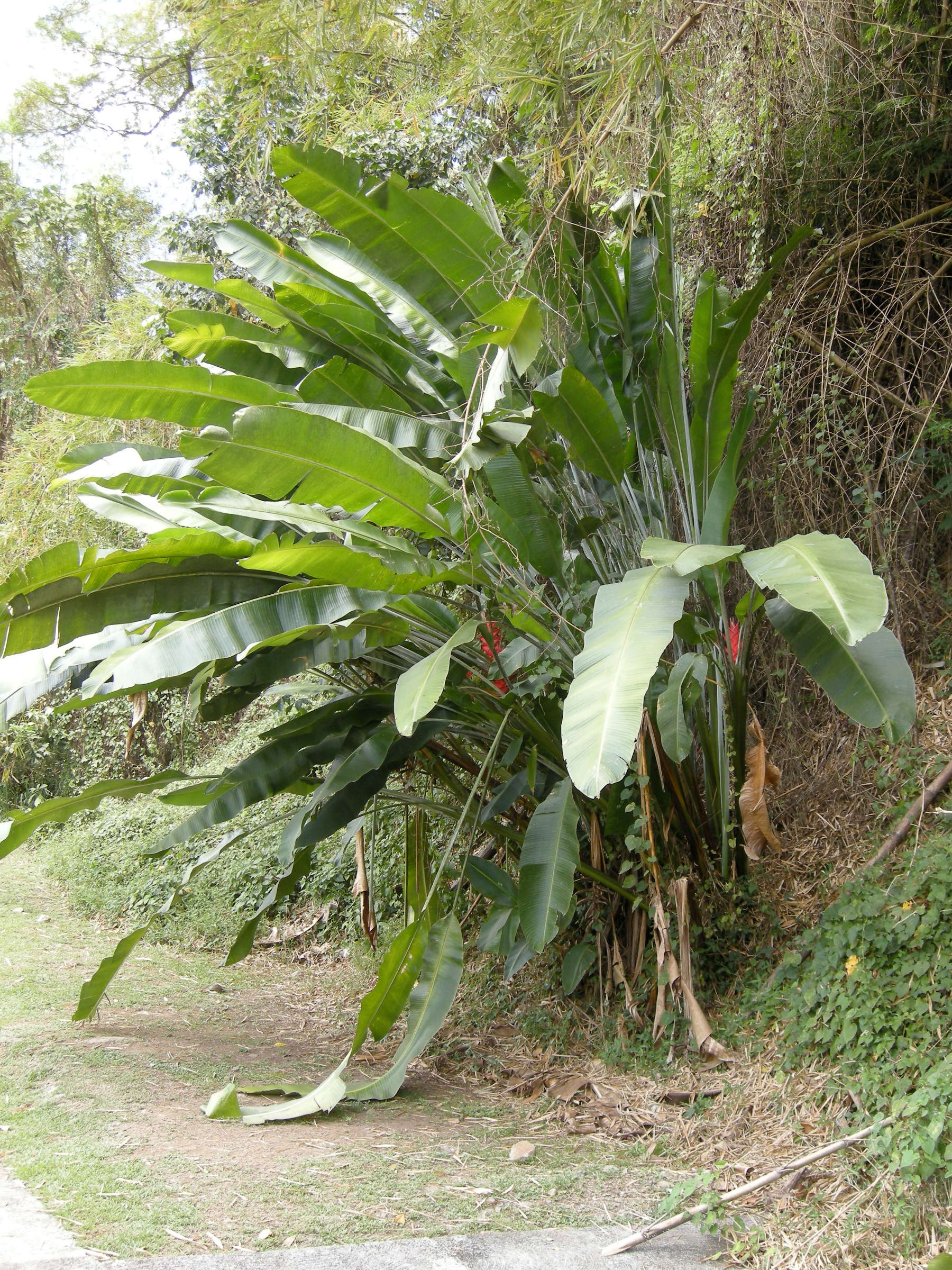 heliconia_caribaea2md