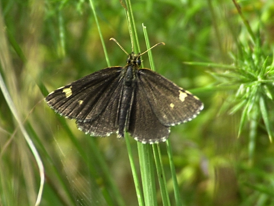 heteropterus_morpheus1md