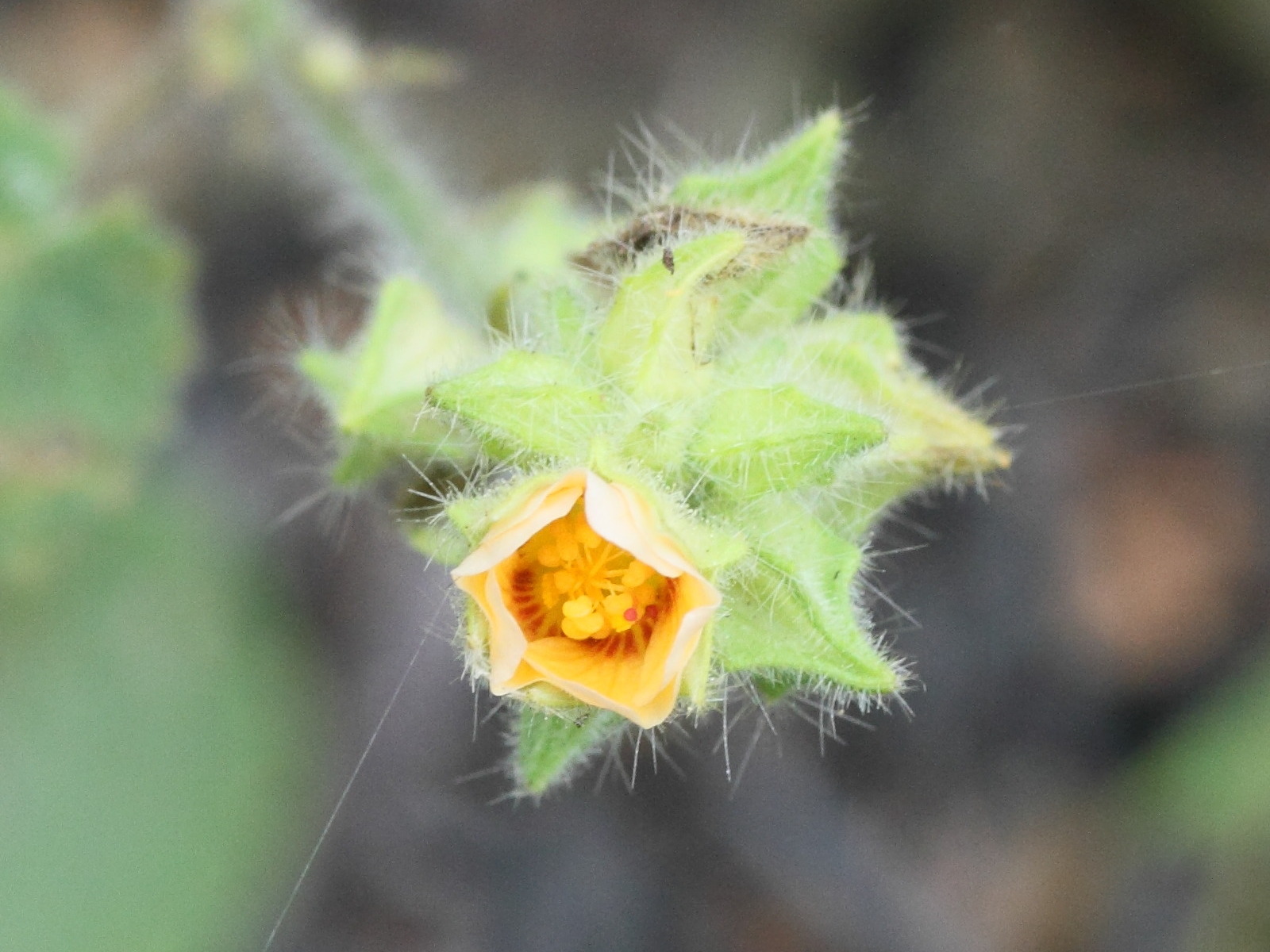 hibiscus_vitifolius2md
