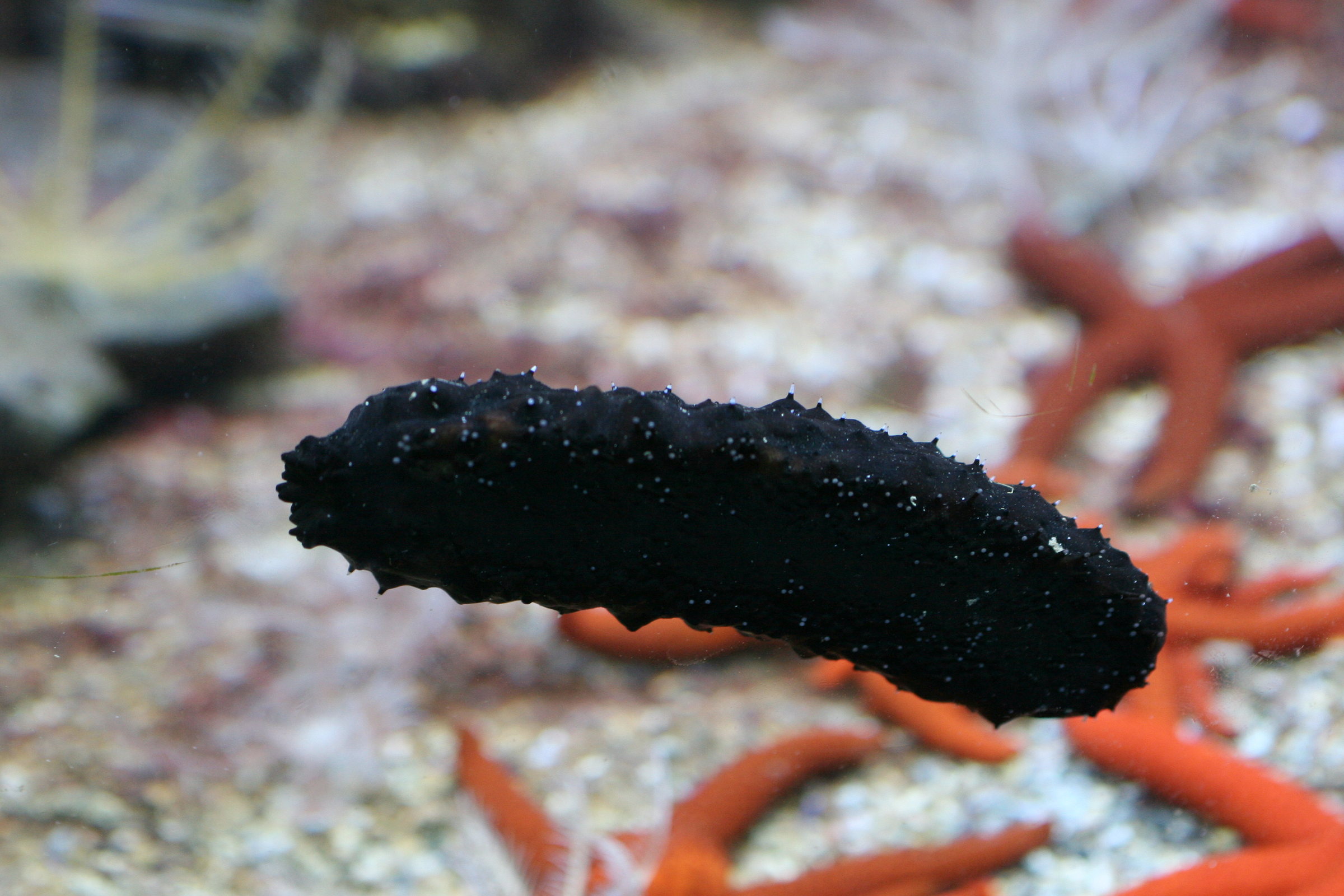 holothuria_forskali1md