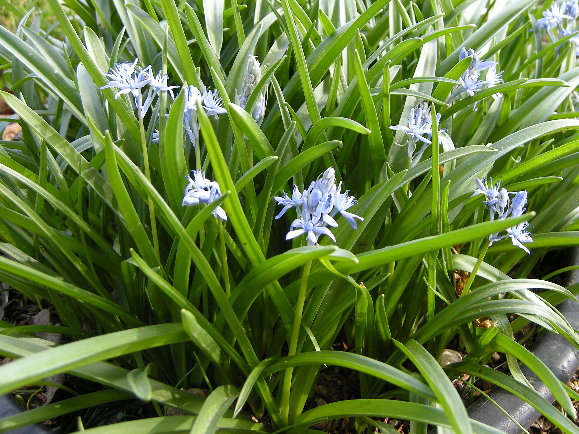 hyacinthoides_italica1md