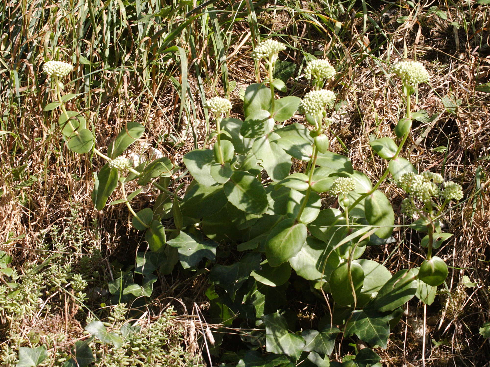 Hylotelephium_maximum