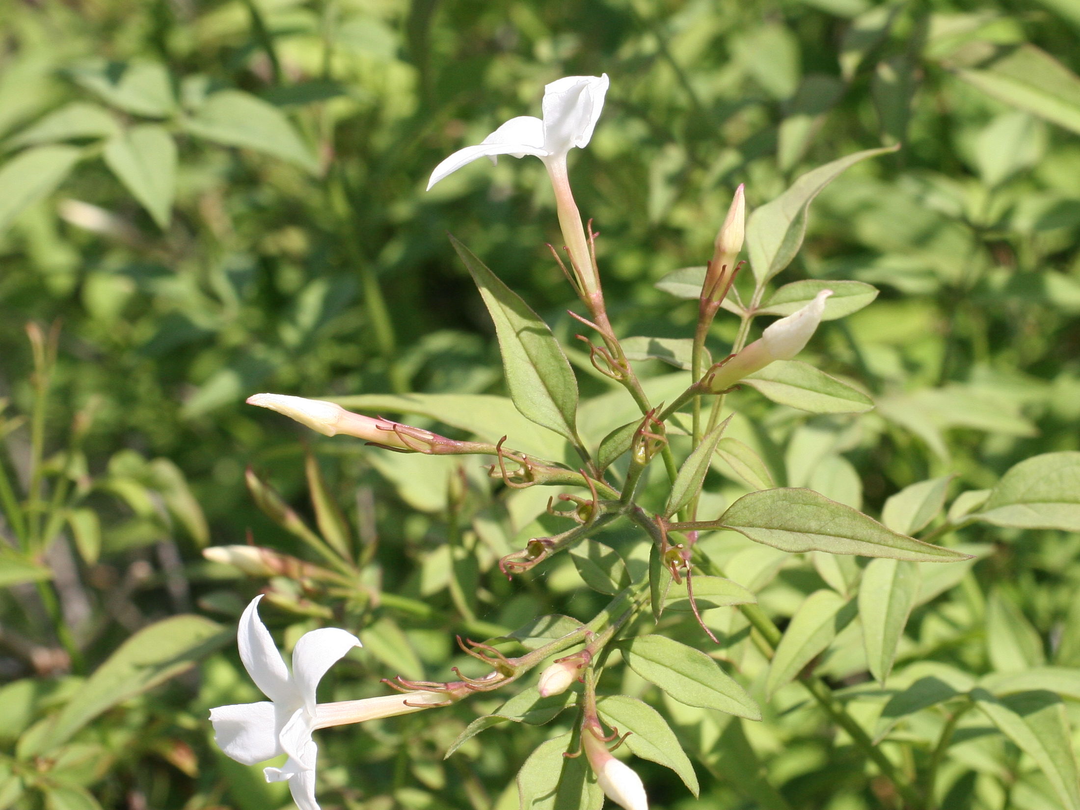 Jasminum_officinale