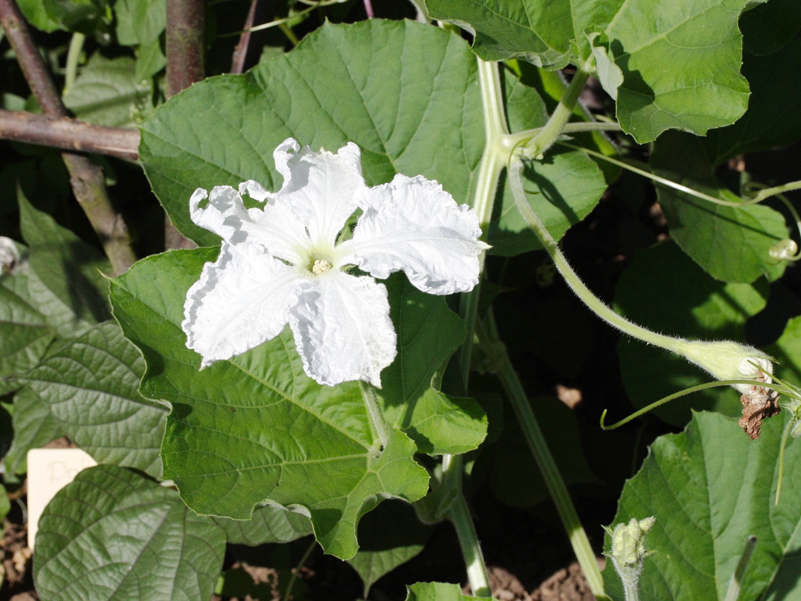 lagenaria_siceraria1md