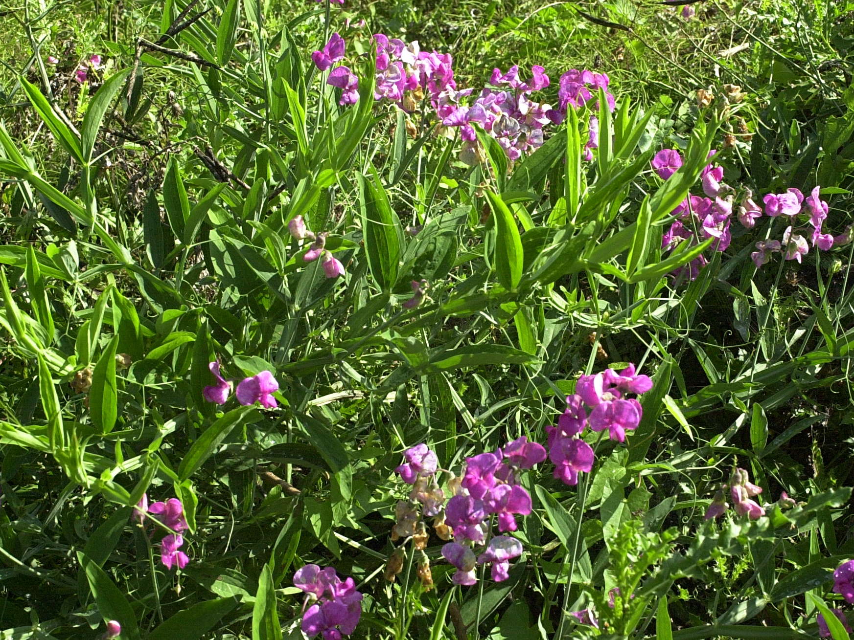 lathyrus_sylvestris1md