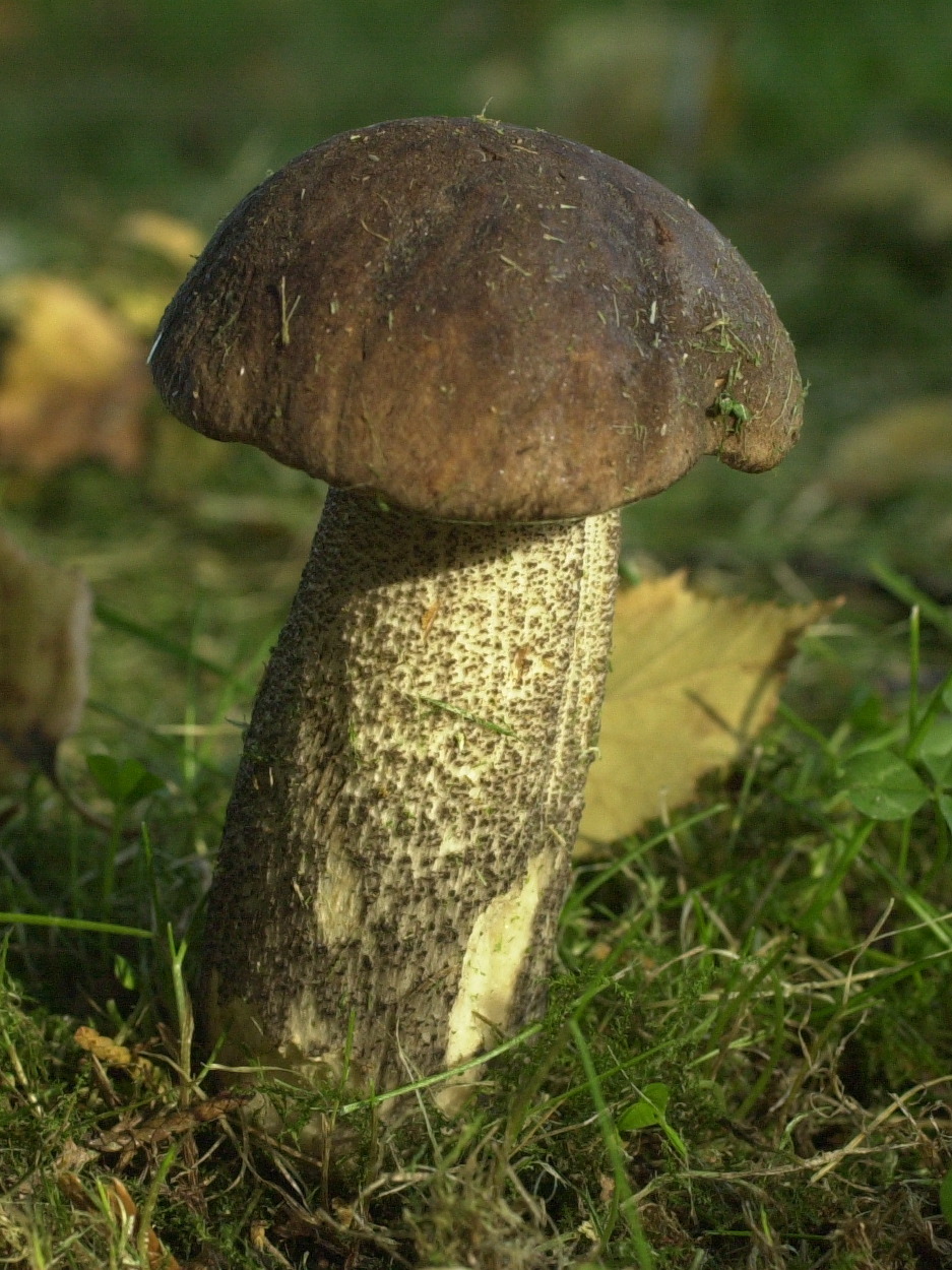 leccinum_scabrum1bd