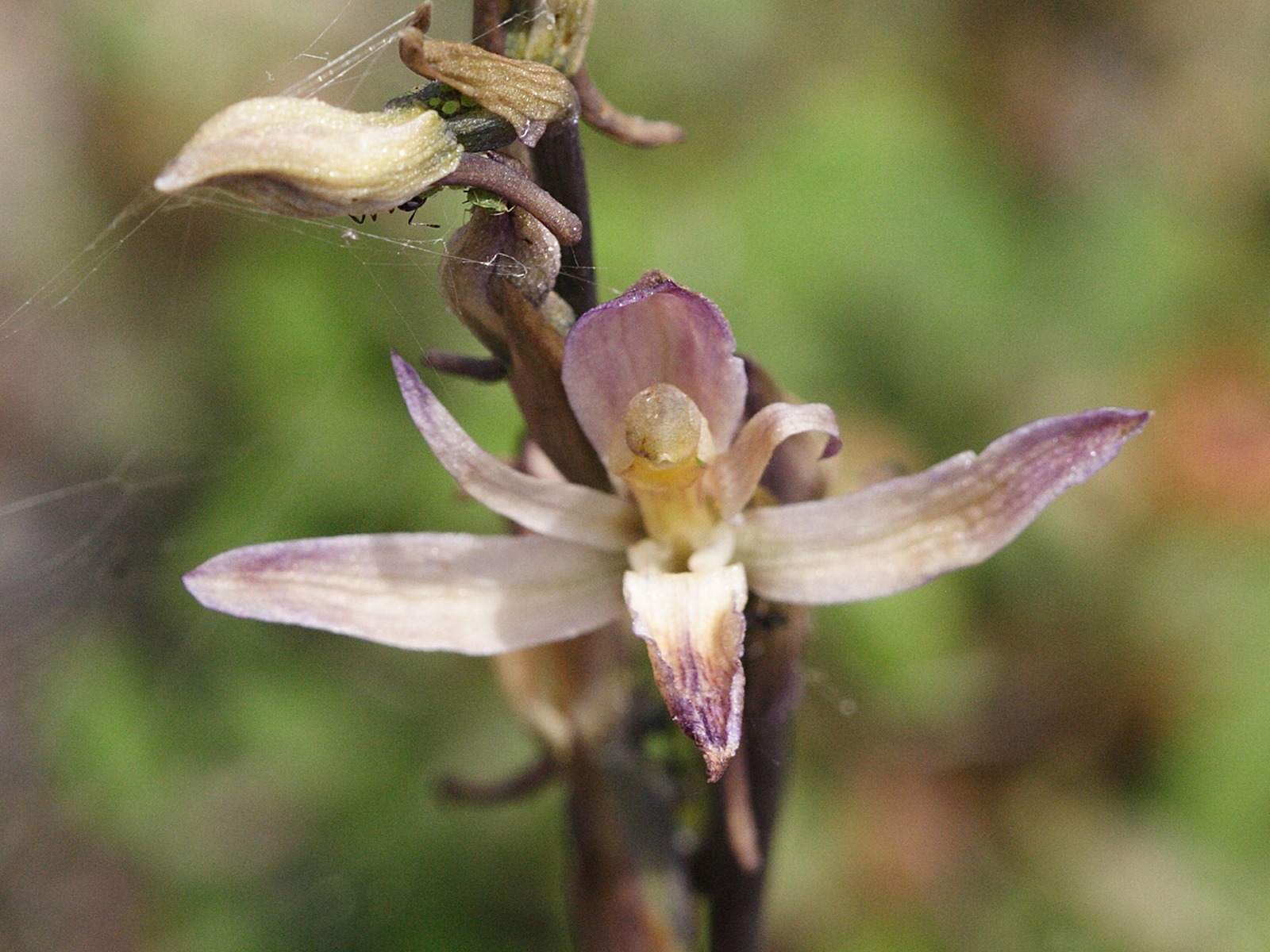 limodorum_abortivum3md