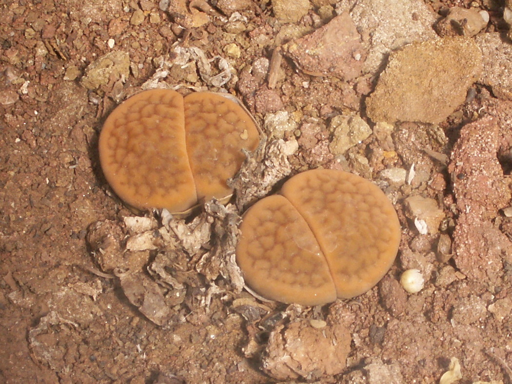 Afficher le média lithops_villetii_beboeri1bd lithops_villetii_beboeri1bd