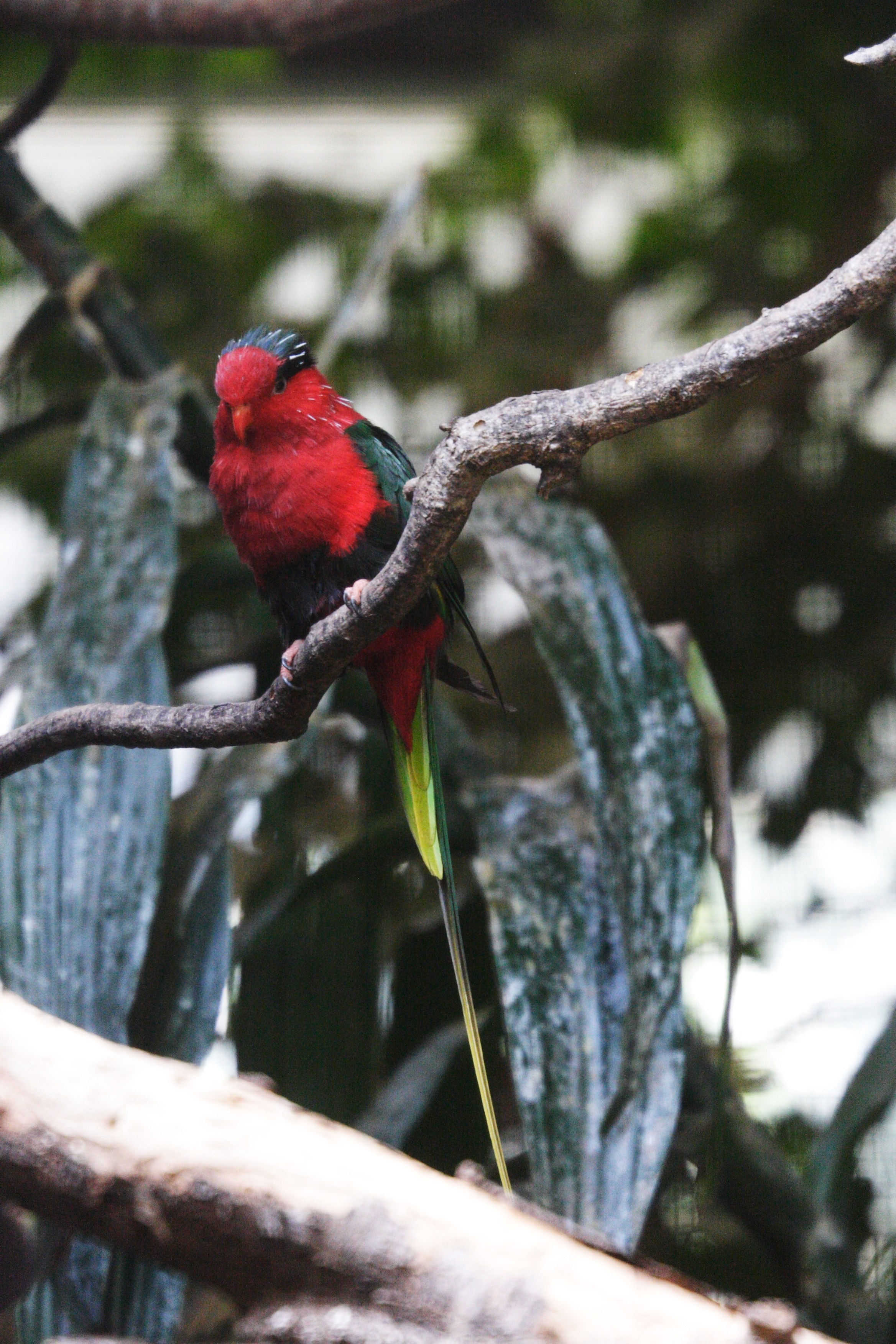 lori_papou_-_charmosyna_papou_stellae2md