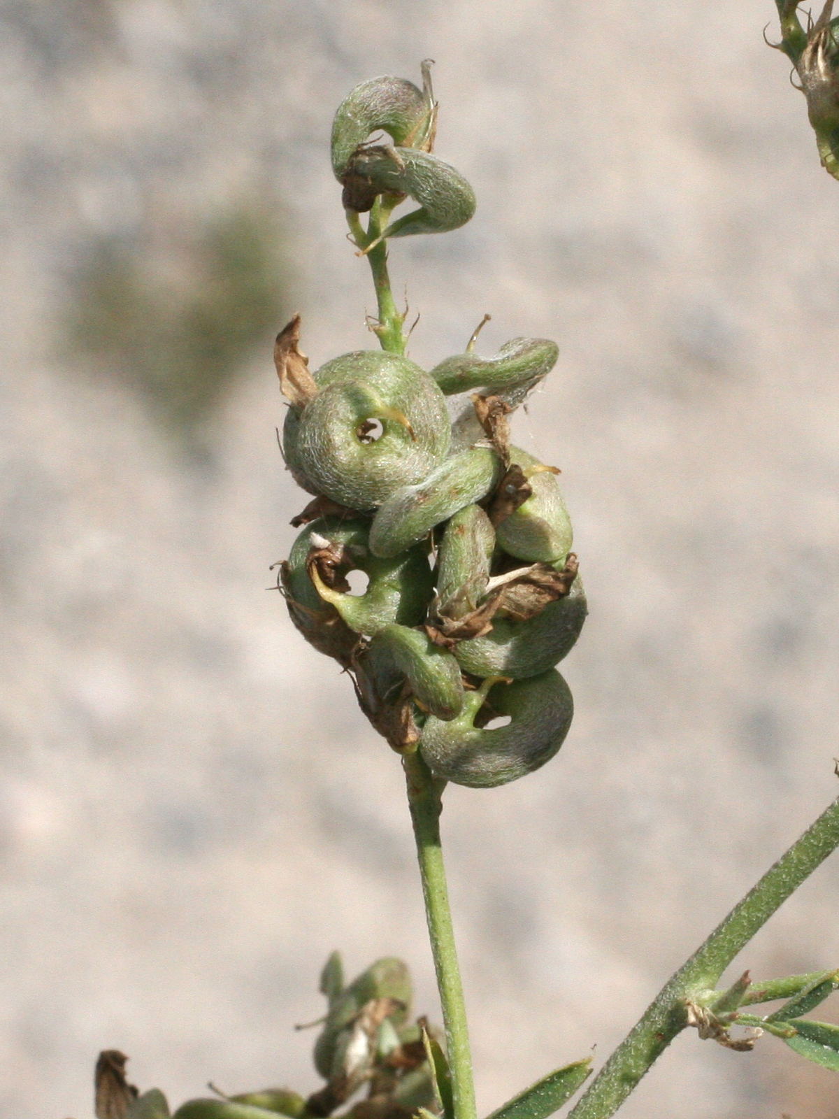 Afficher le média medicago_sativa5md medicago_sativa5md