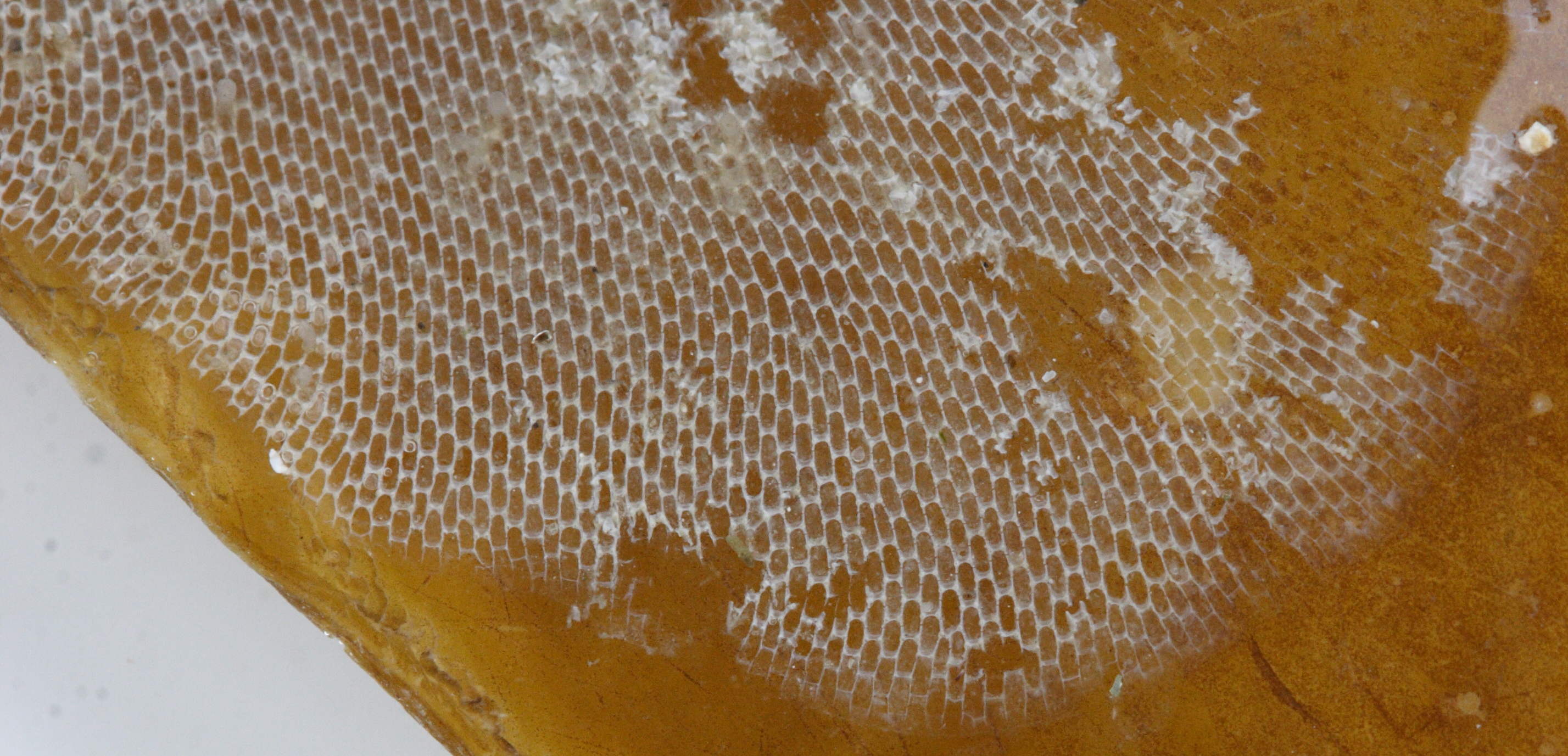 membranipora_membranacea2md