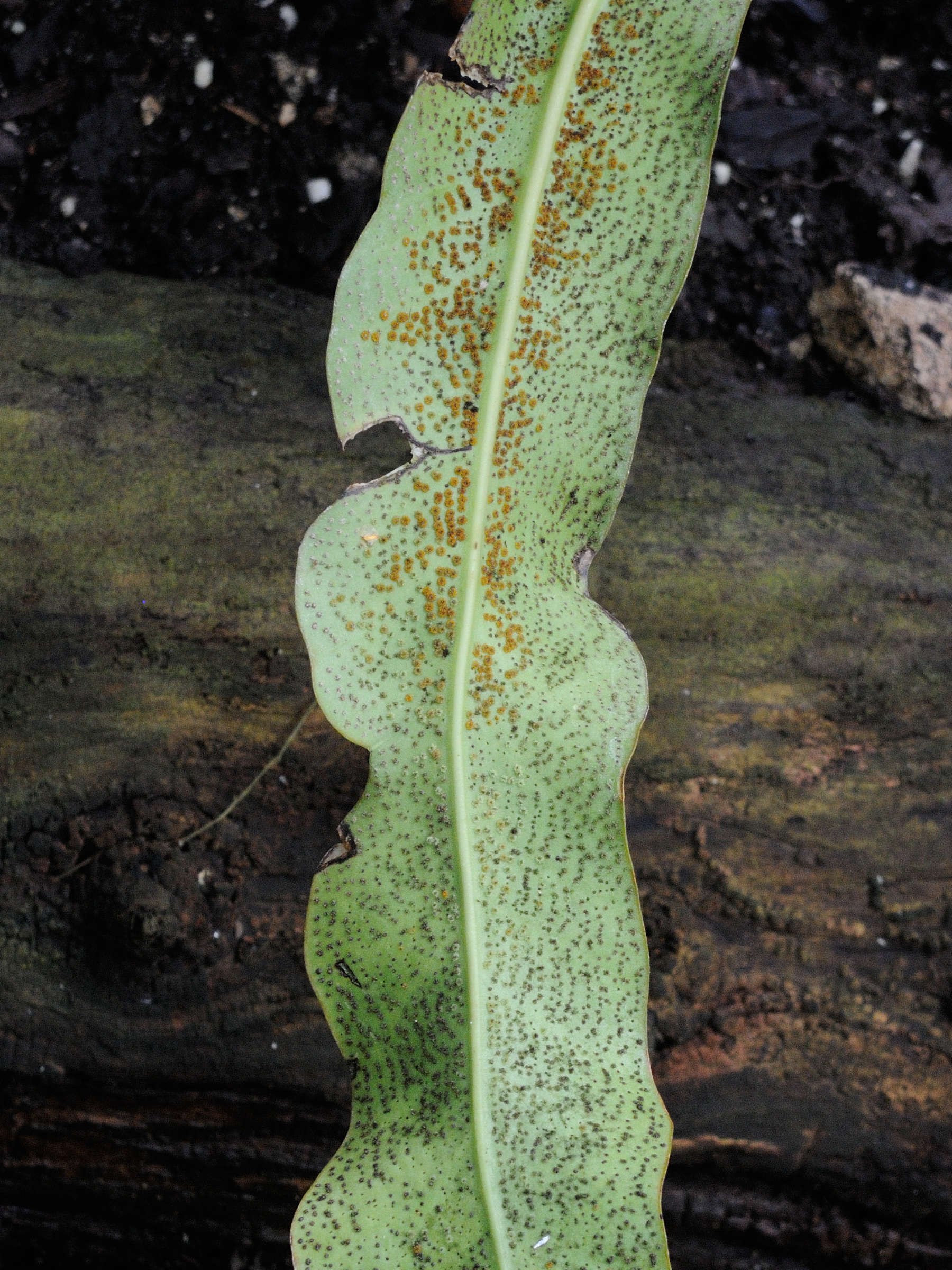 microsorum_punctatum4md