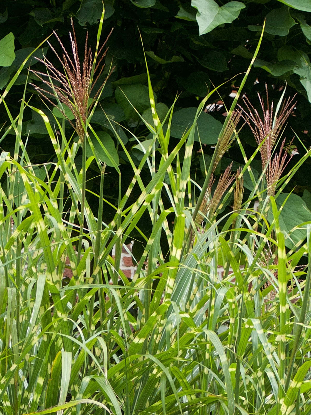 Afficher le média miscanthus_sinensis_zebrinus4md miscanthus_sinensis_zebrinus4md