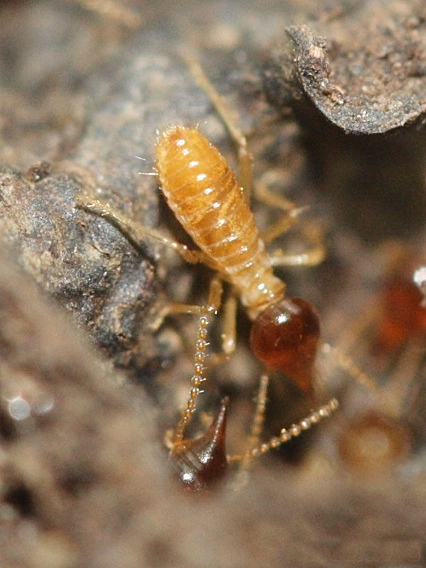 nasutitermes_corniger4md