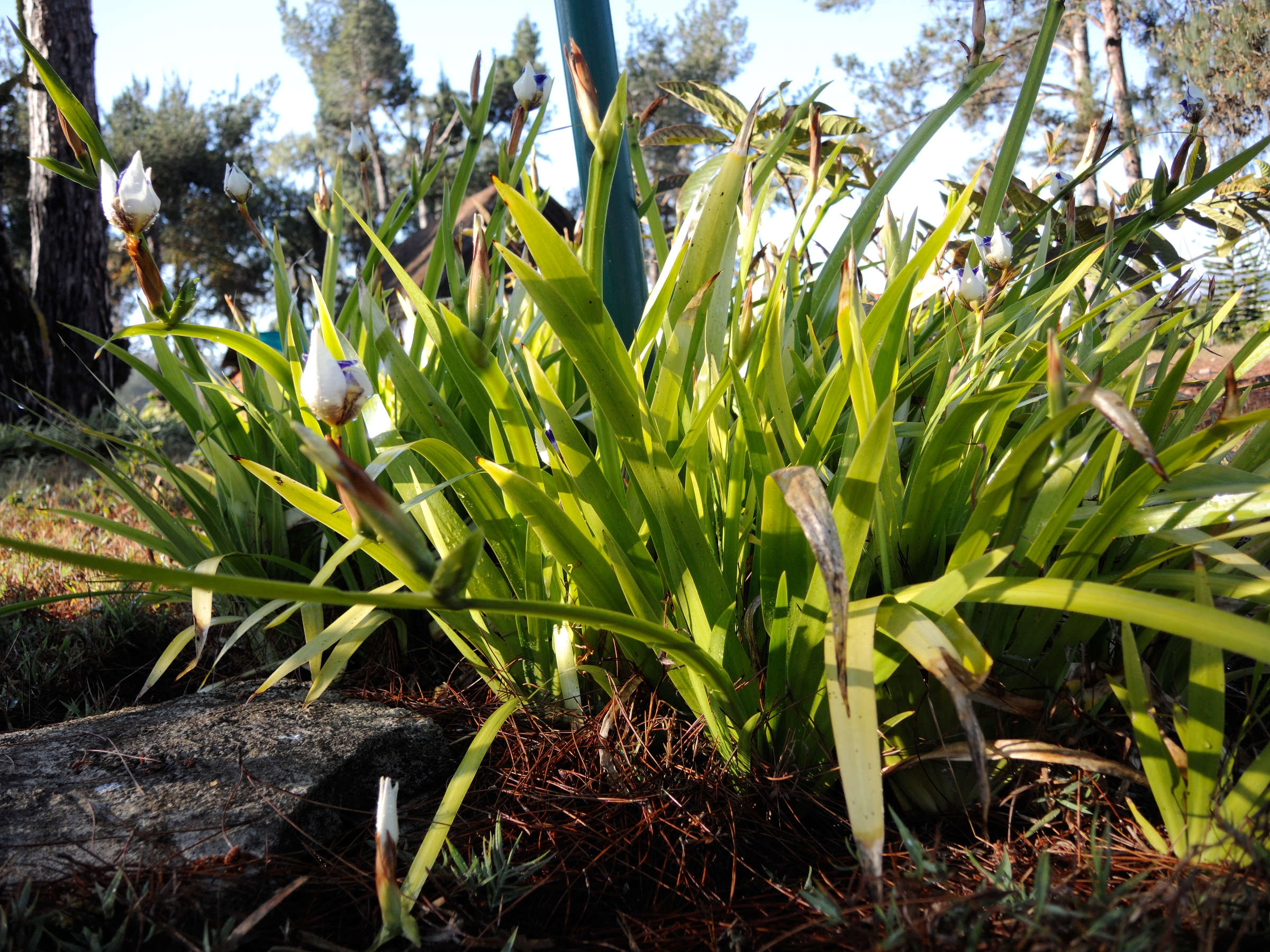 neomarica_gracilis1md