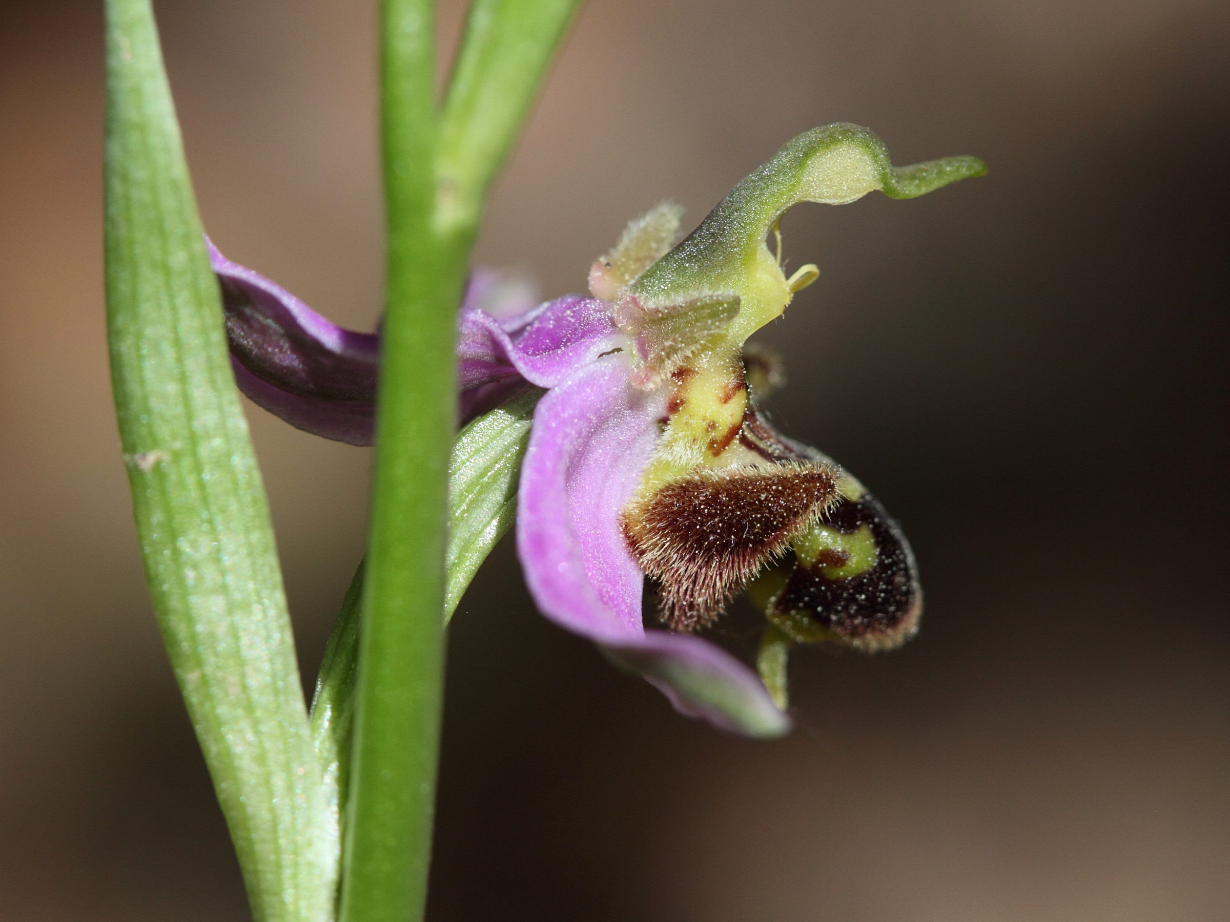 Afficher le média ophrys_apifera7bd ophrys_apifera7bd
