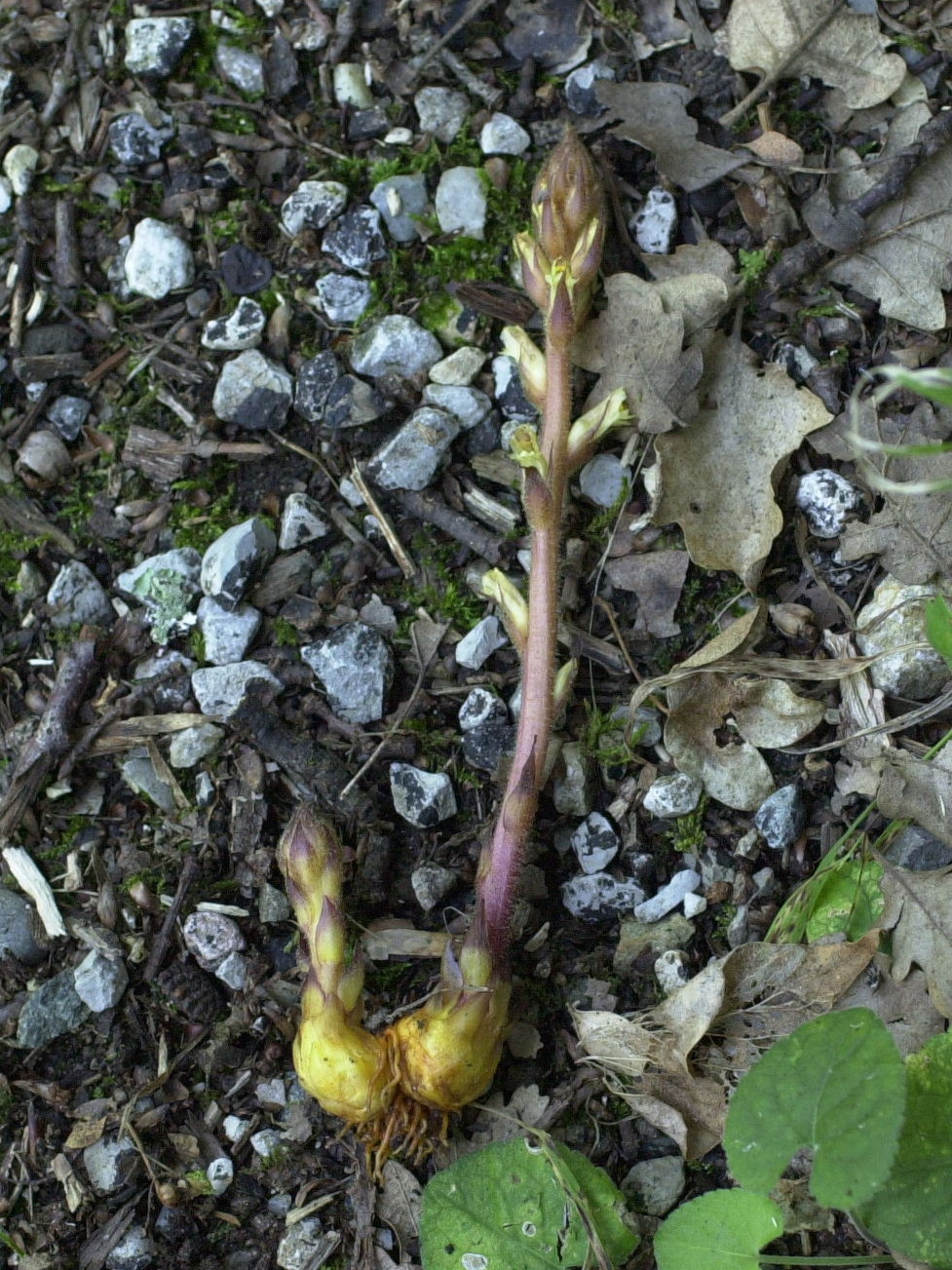 Afficher le média orobanche_minor2md orobanche_minor2md